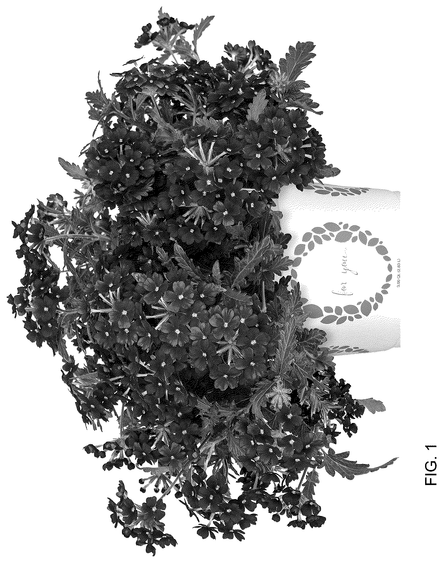 Patent USPP036145 Figure 1 – Verbena plant named ‘Doveremflabur 24’