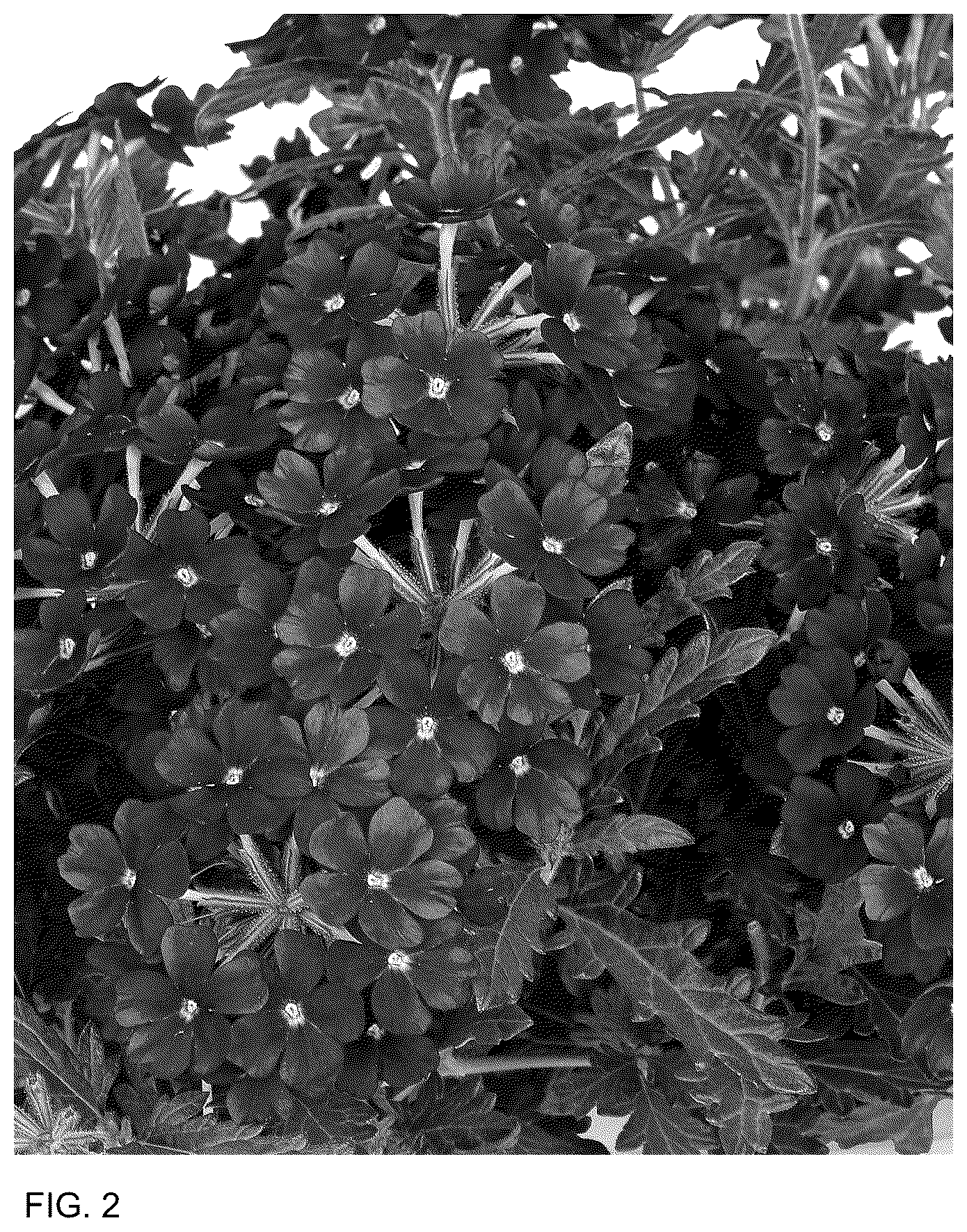 Patent USPP036145 Figure 2 – Verbena plant named ‘Doveremflabur 24’