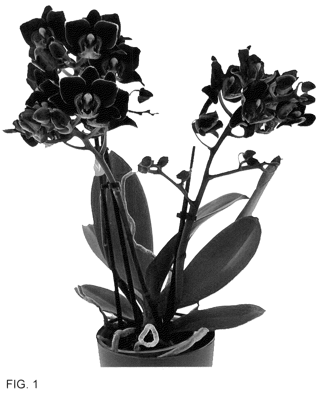 Patent USPP036146 Figure 1 – Phalaenopsis plant named ‘Anagram’