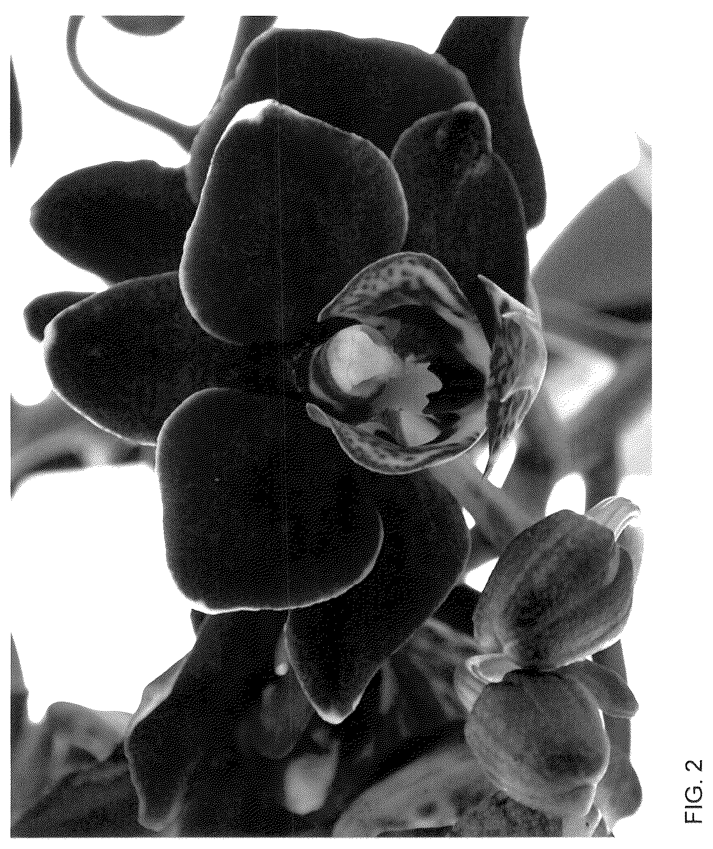 Patent USPP036146 Figure 2 – Phalaenopsis plant named ‘Anagram’