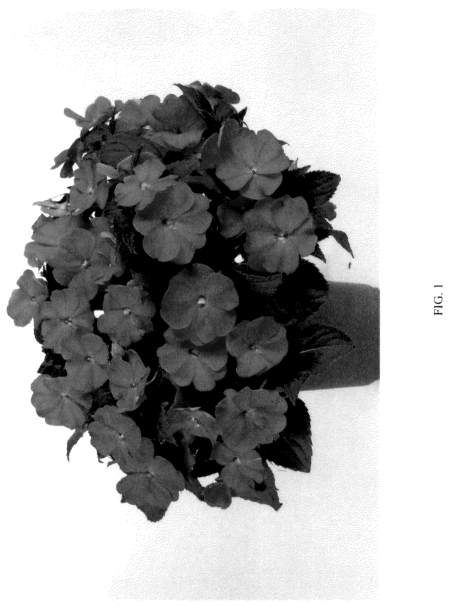 Patent USPP036147 Figure 1 – Impatiens plant named ‘DNGISLPROR’