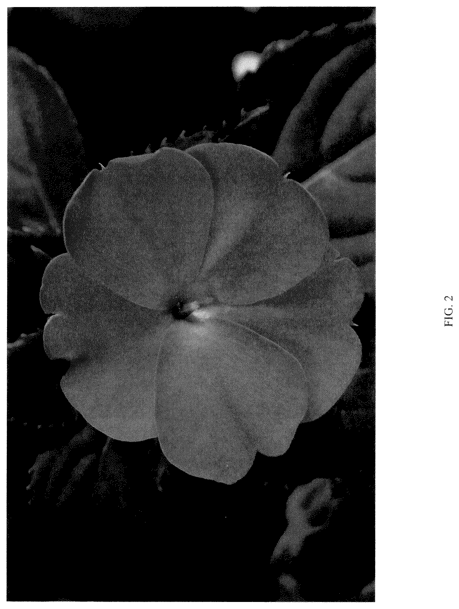 Patent USPP036147 Figure 2 – Impatiens plant named ‘DNGISLPROR’