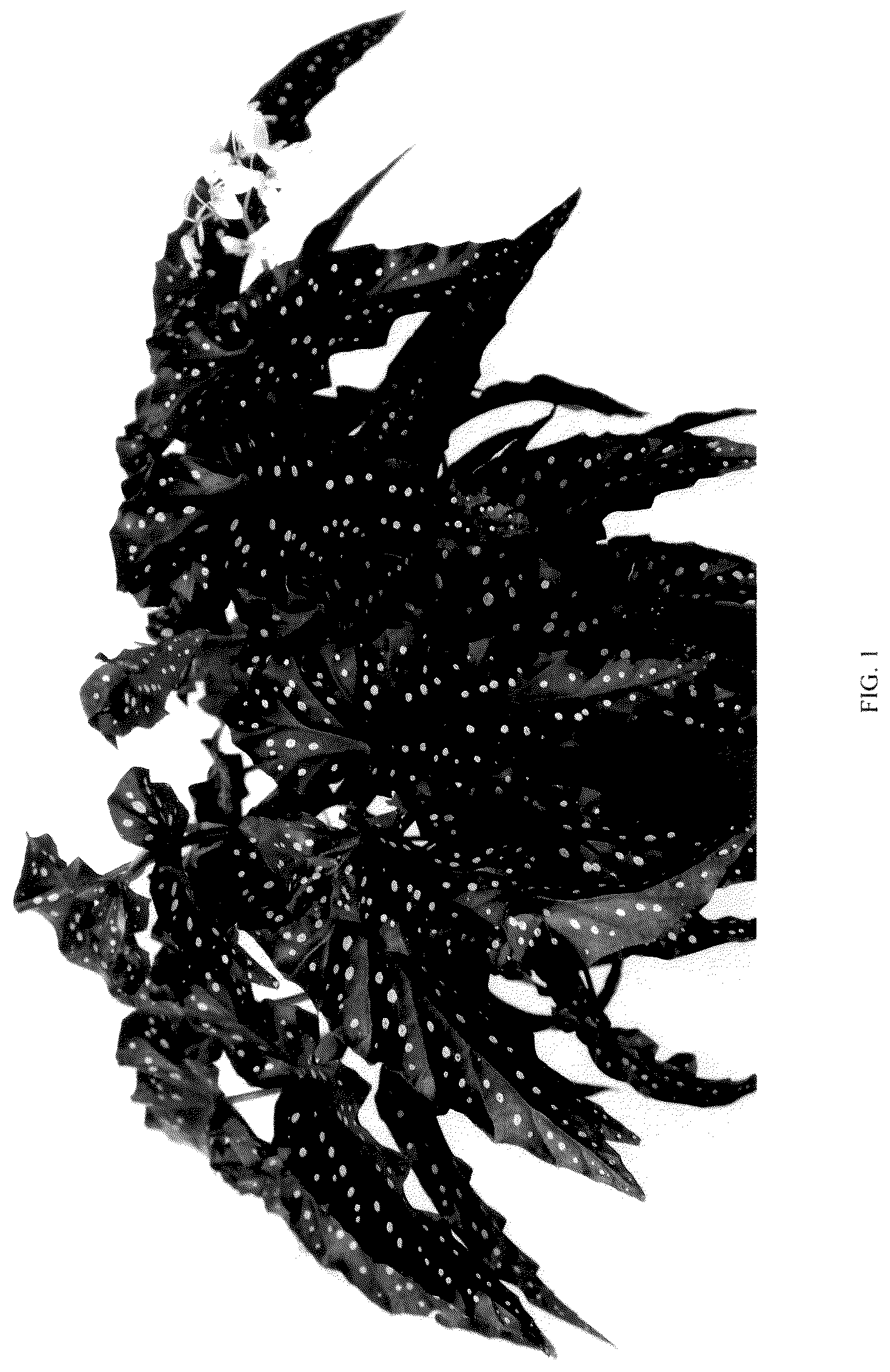 Patent USPP036148 — Begonia plant named ‘EC-BEGO-2304’ — Figure 1