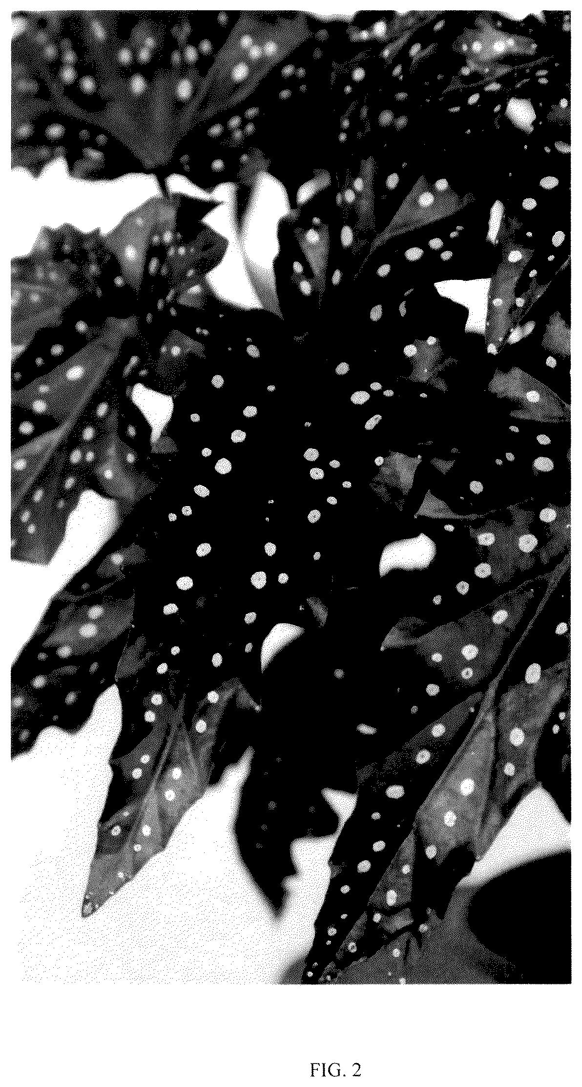Patent USPP036148 Figure 2 – Begonia plant named ‘EC-BEGO-2304’