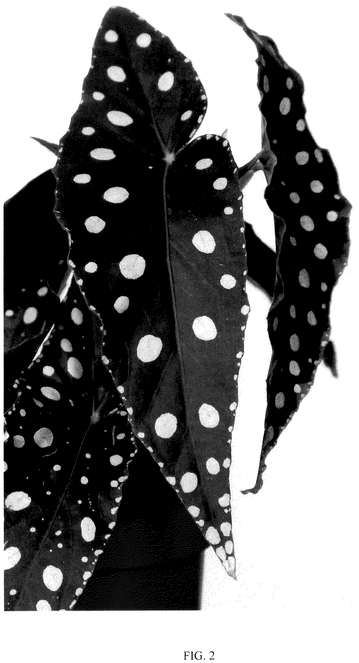 Patent USPP036149 Figure 2 – Begonia plant named ‘EC-BEGO-2305’