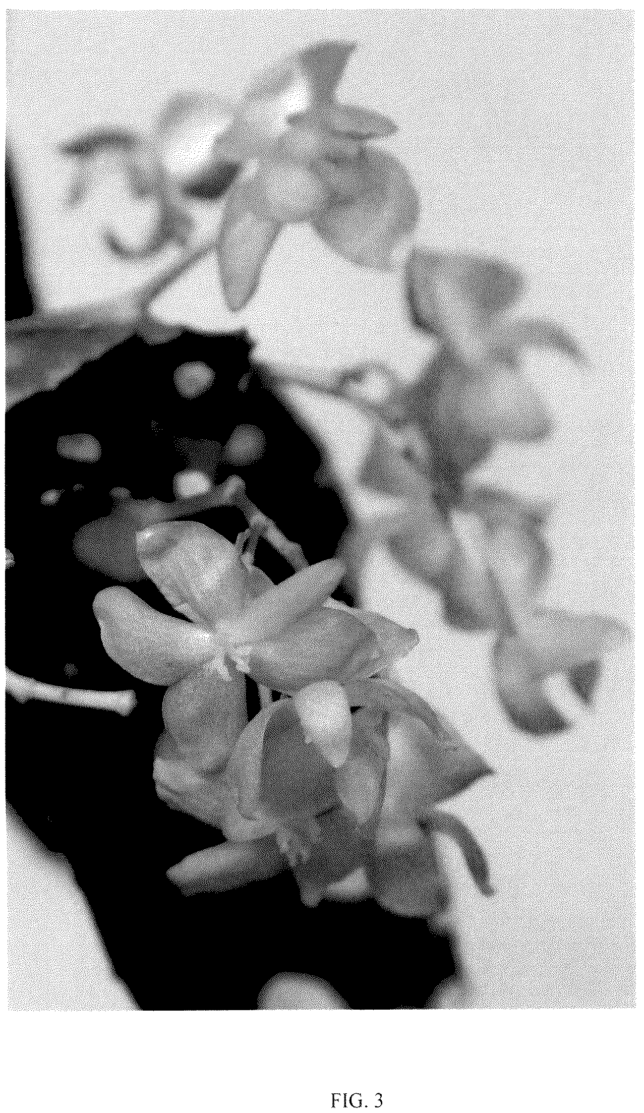 Patent USPP036149 Figure 3 – Begonia plant named ‘EC-BEGO-2305’