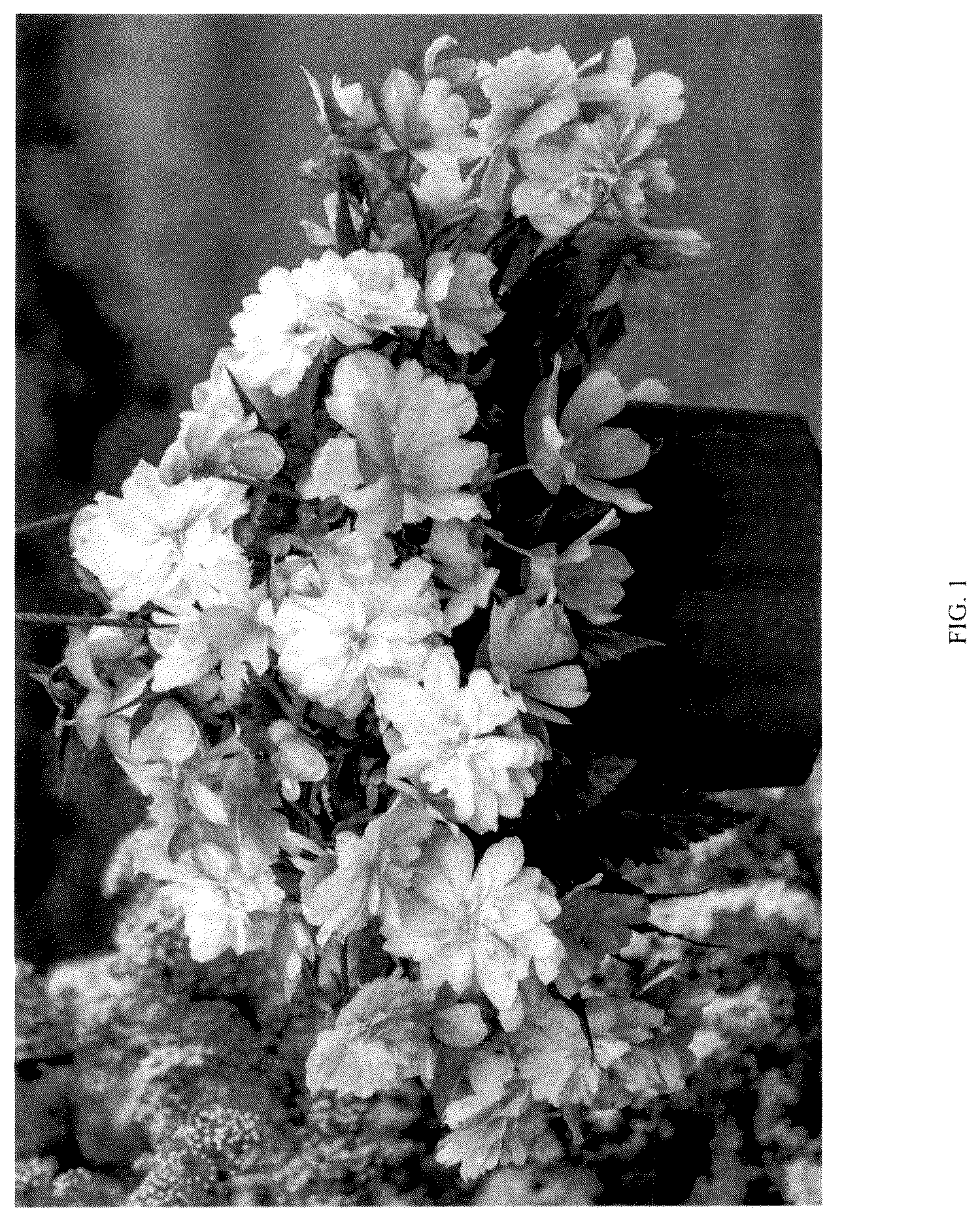 Patent USPP036150 Figure 1 – Begonia plant named ‘KERBESPIPPLE’