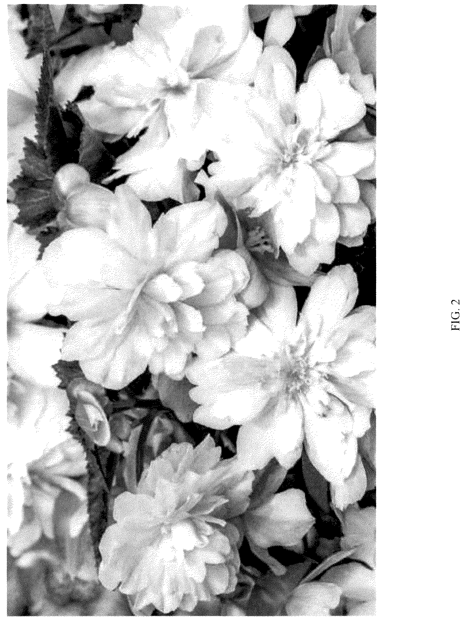 Patent USPP036150 Figure 2 – Begonia plant named ‘KERBESPIPPLE’