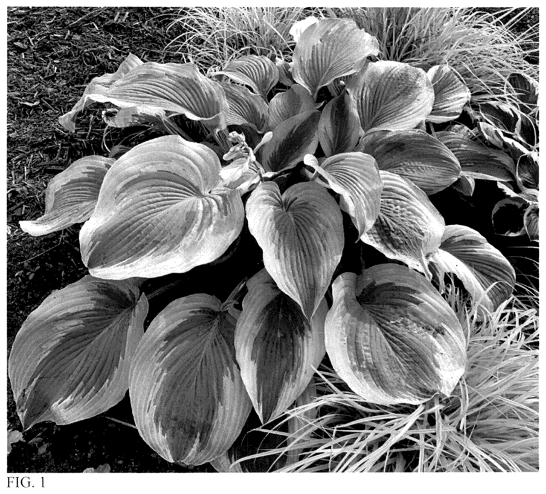 Patent USPP036151 Figure 1 – Hosta plant named ‘Chance Encounter’