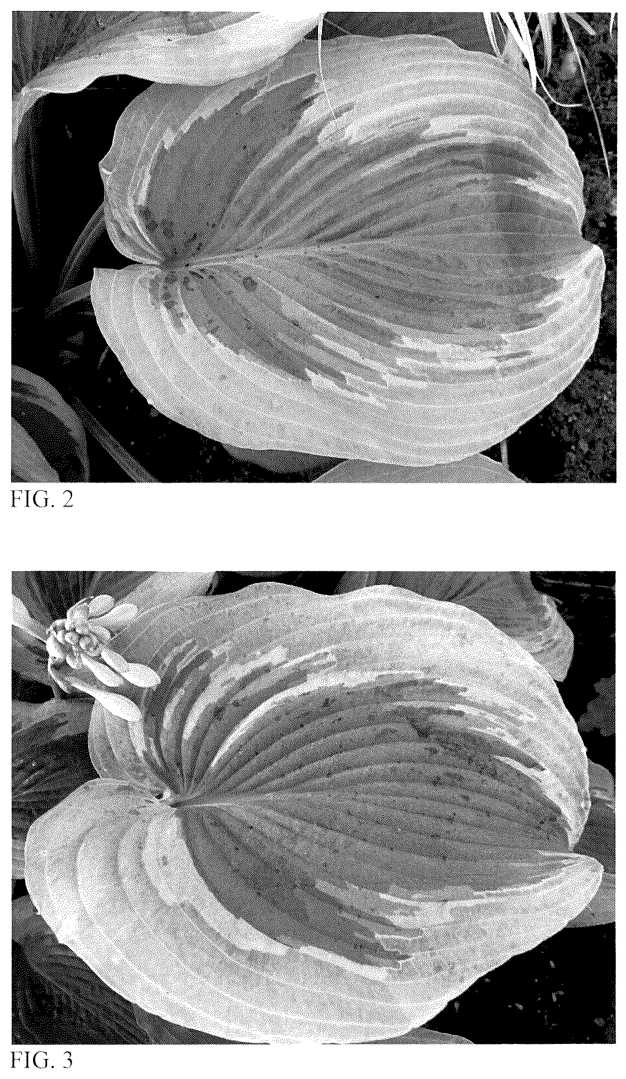 Patent USPP036151 Figure 2 – Hosta plant named ‘Chance Encounter’