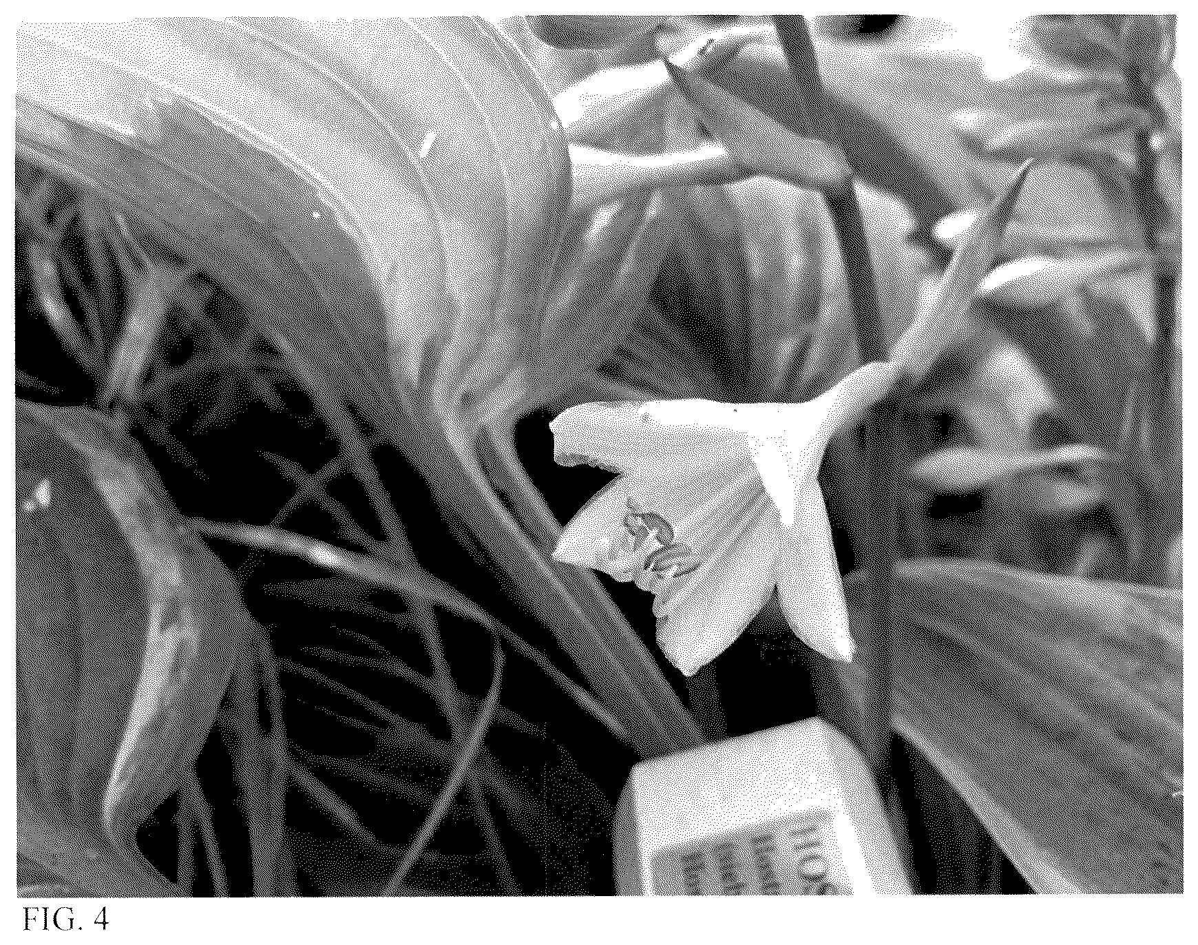 Patent USPP036151 Figure 3 – Hosta plant named ‘Chance Encounter’