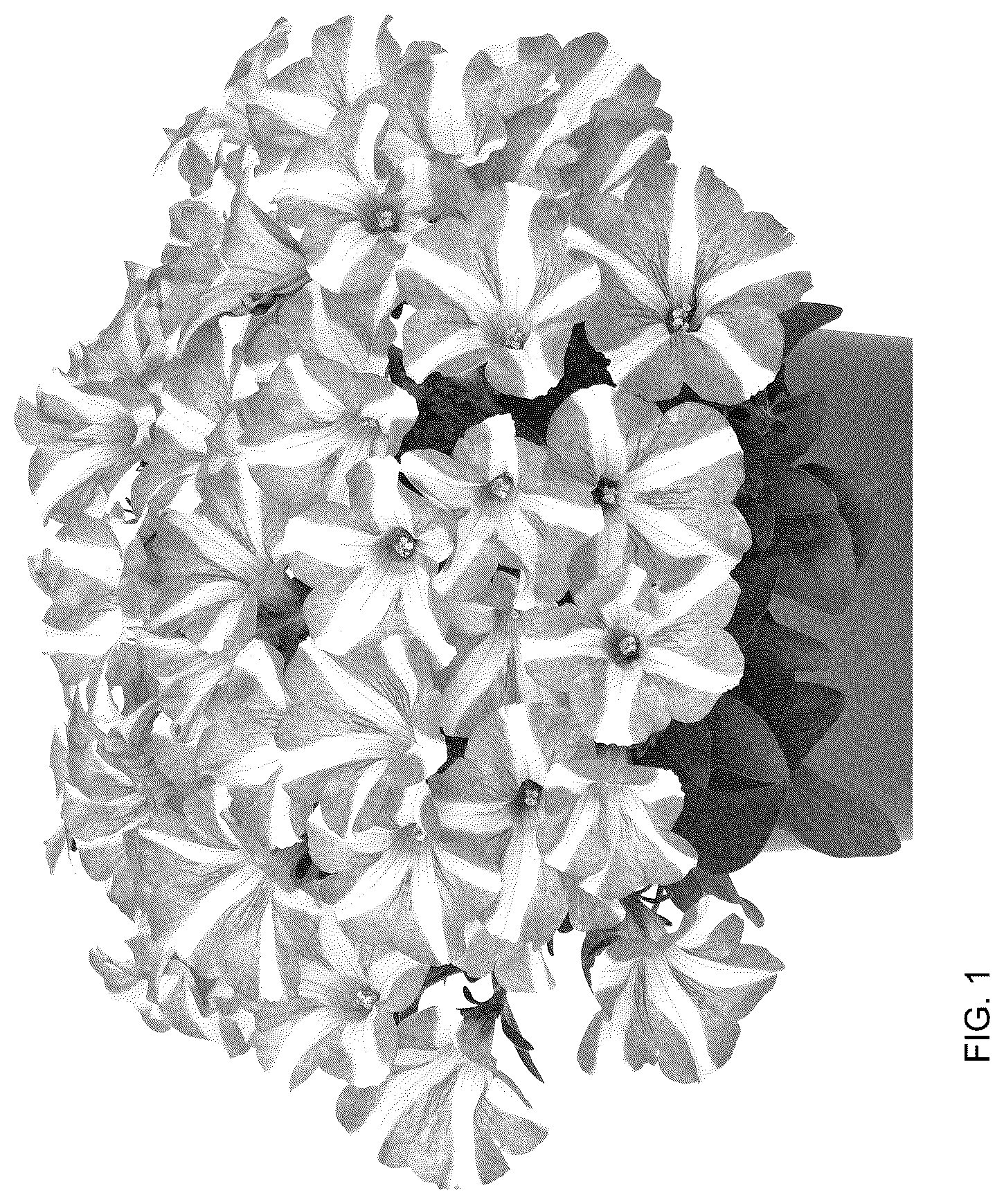 Patent USPP036152 Figure 1 – Petunia plant named ‘Dopetpepro’