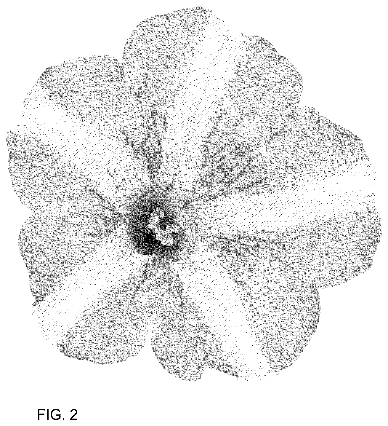 Patent USPP036152 Figure 2 – Petunia plant named ‘Dopetpepro’