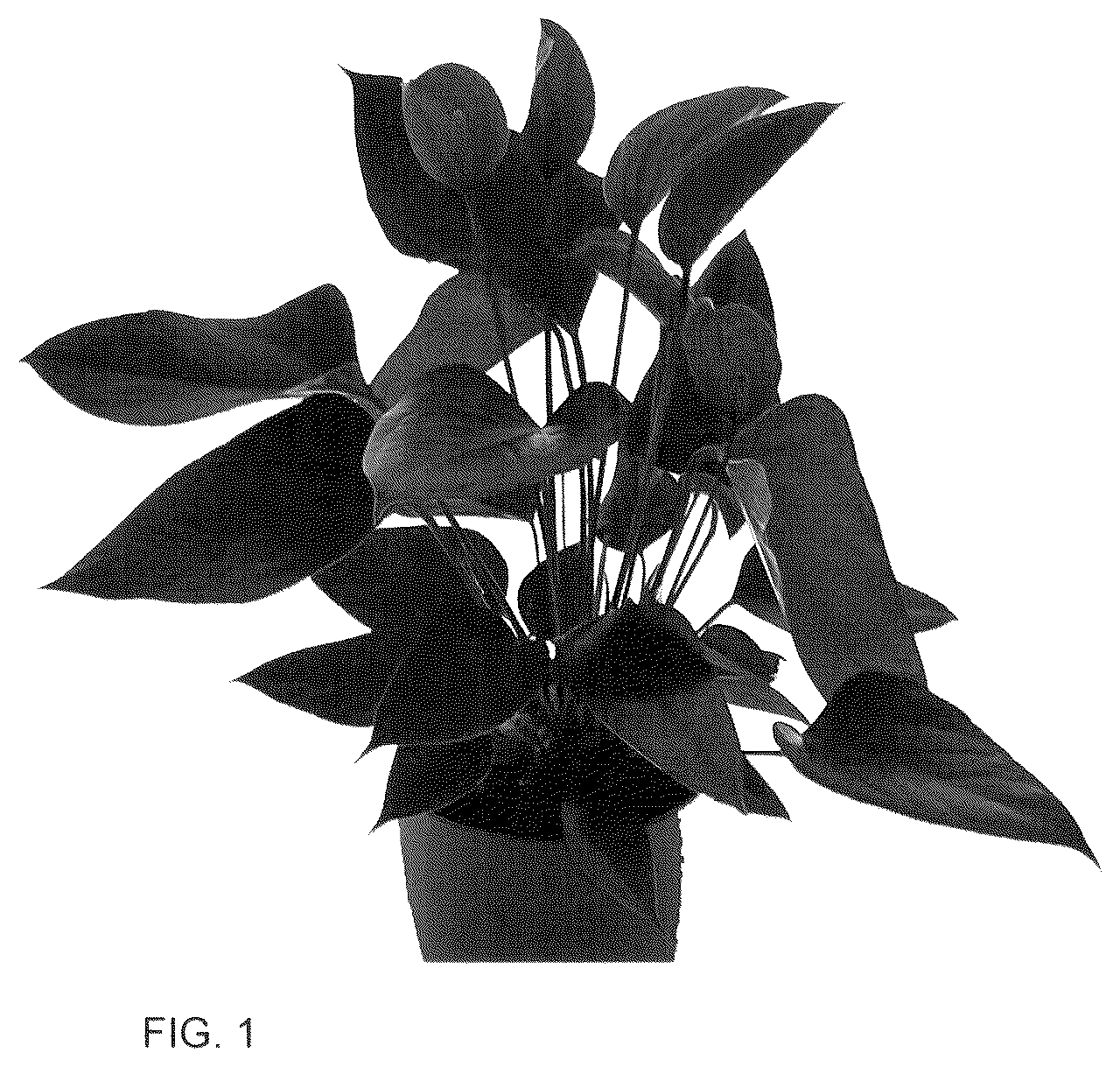 Patent USPP036153 Figure 1 – Anthurium plant named ‘AN2143048’
