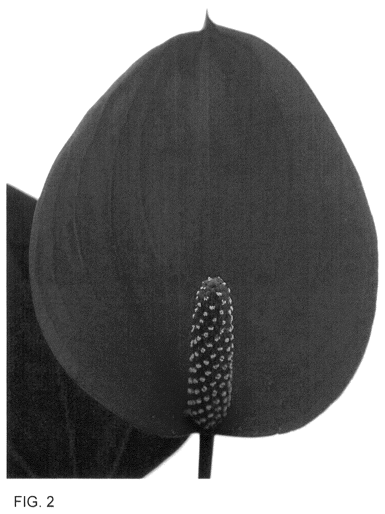 Patent USPP036153 Figure 2 – Anthurium plant named ‘AN2143048’