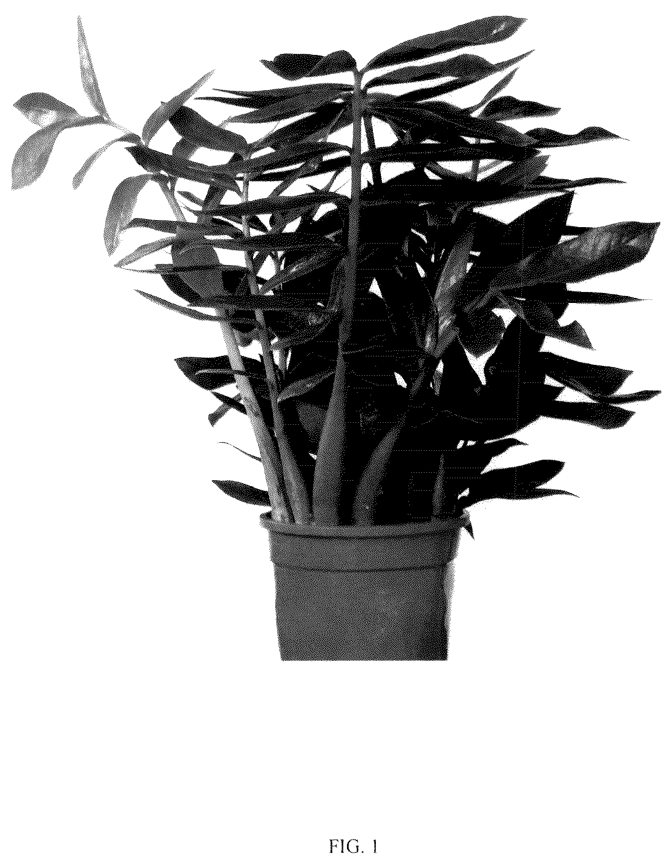 Patent USPP036154 Figure 1 – Zamioculcas plant named ‘King’