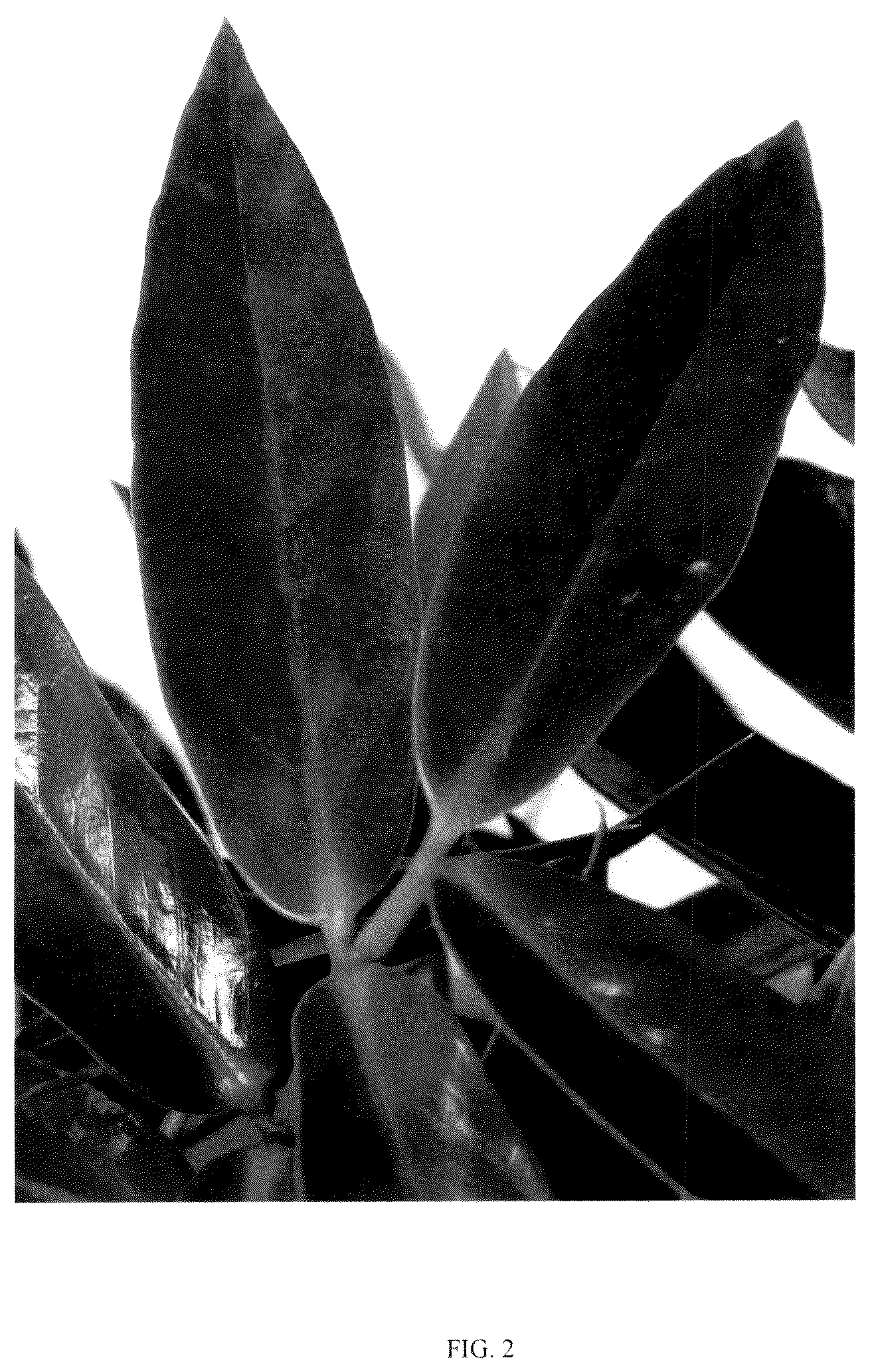 Patent USPP036154 Figure 2 – Zamioculcas plant named ‘King’