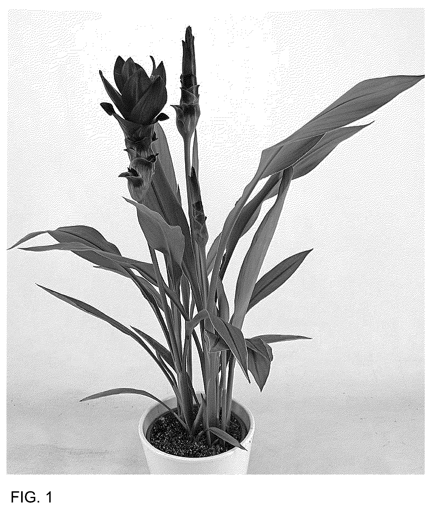 Patent USPP036155 — Curcuma plant named ‘Cursumok’ — Figure 1