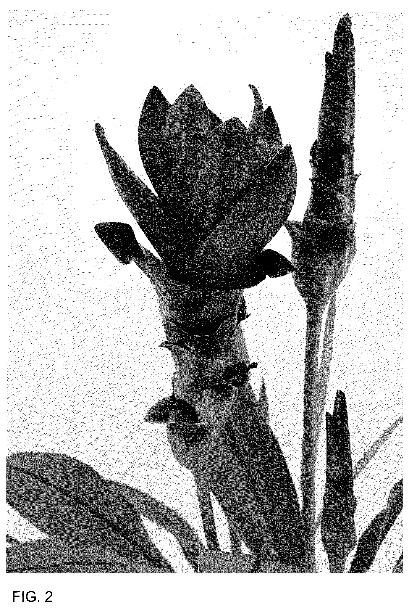 Patent USPP036155 Figure 2 – Curcuma plant named ‘Cursumok’