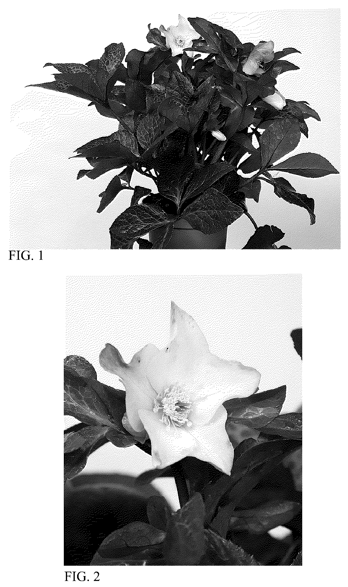 Patent USPP036156 Figure 1 – Helleborus plant named ‘HM 1214’
