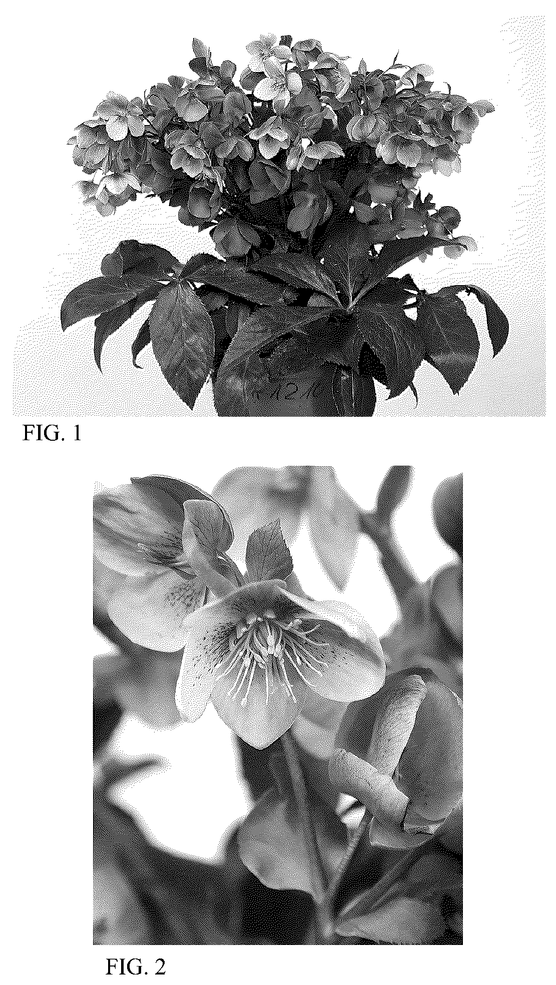 Patent USPP036157 Figure 1 – Helleborus plant named ‘HER 1210’