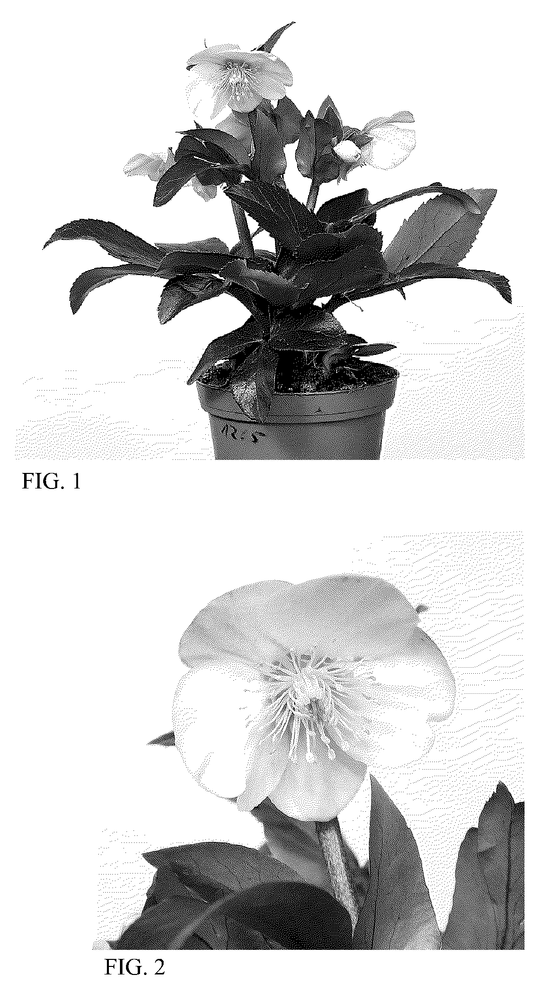 Patent USPP036158 — Helleborus plant named ‘HG 1416’ — Figure 1