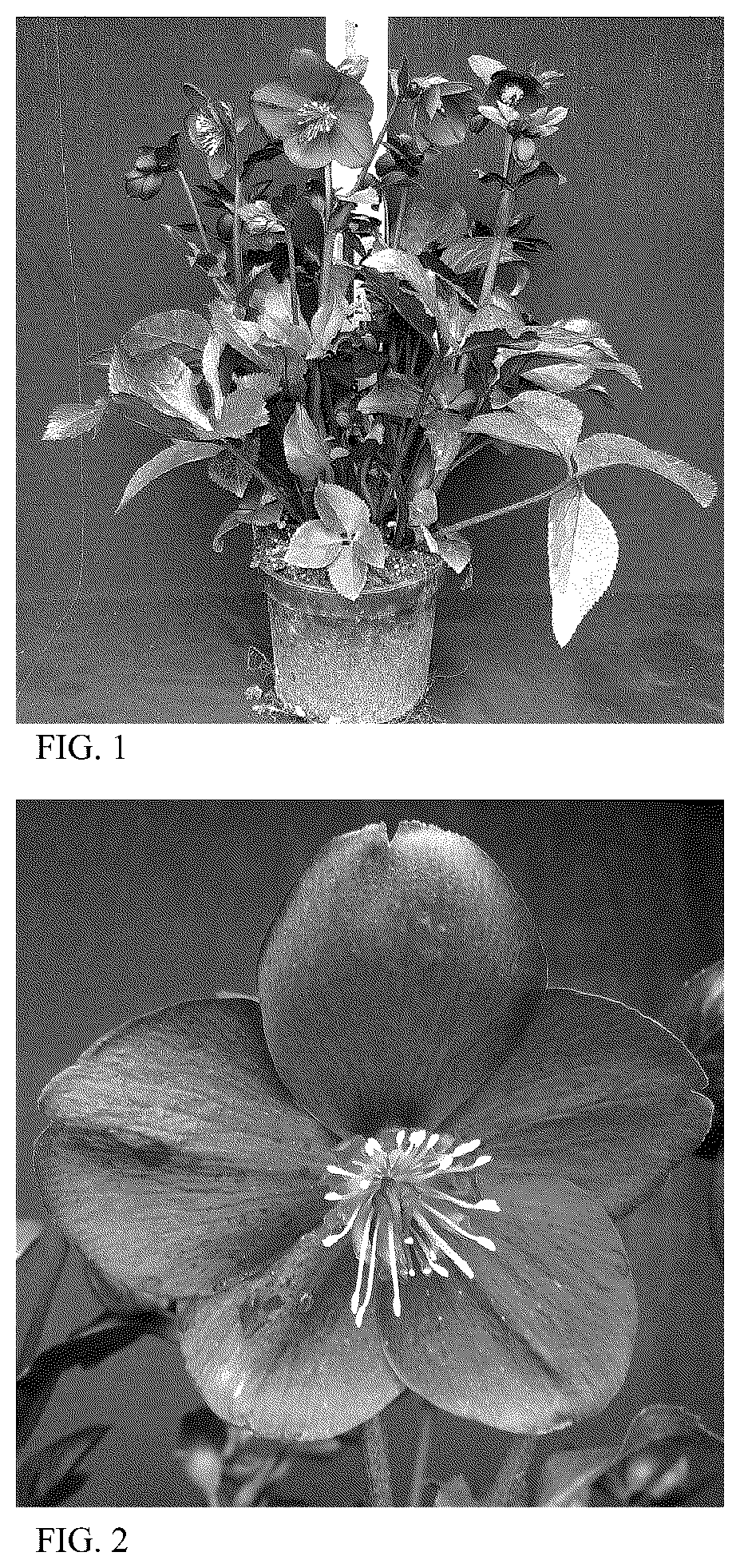 Patent USPP036159 — Helleborus plant named ‘HG 1420’ — Figure 1