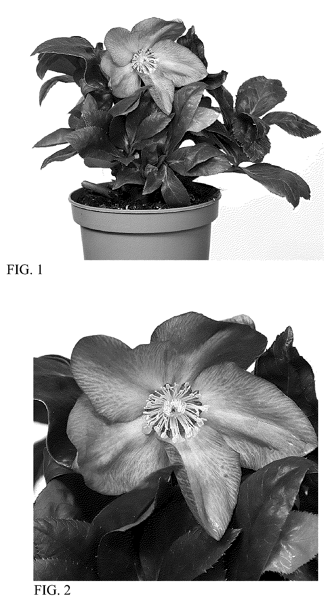 Patent USPP036160 Figure 1 – Helleborus plant named ‘HON 1610’