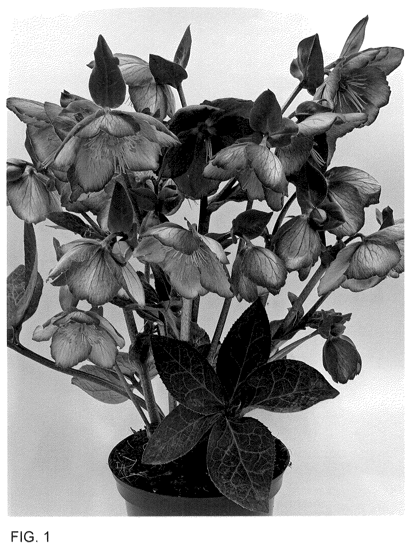 Patent USPP036161 Figure 1 – Helleborus plant named ‘ET EPB 855’