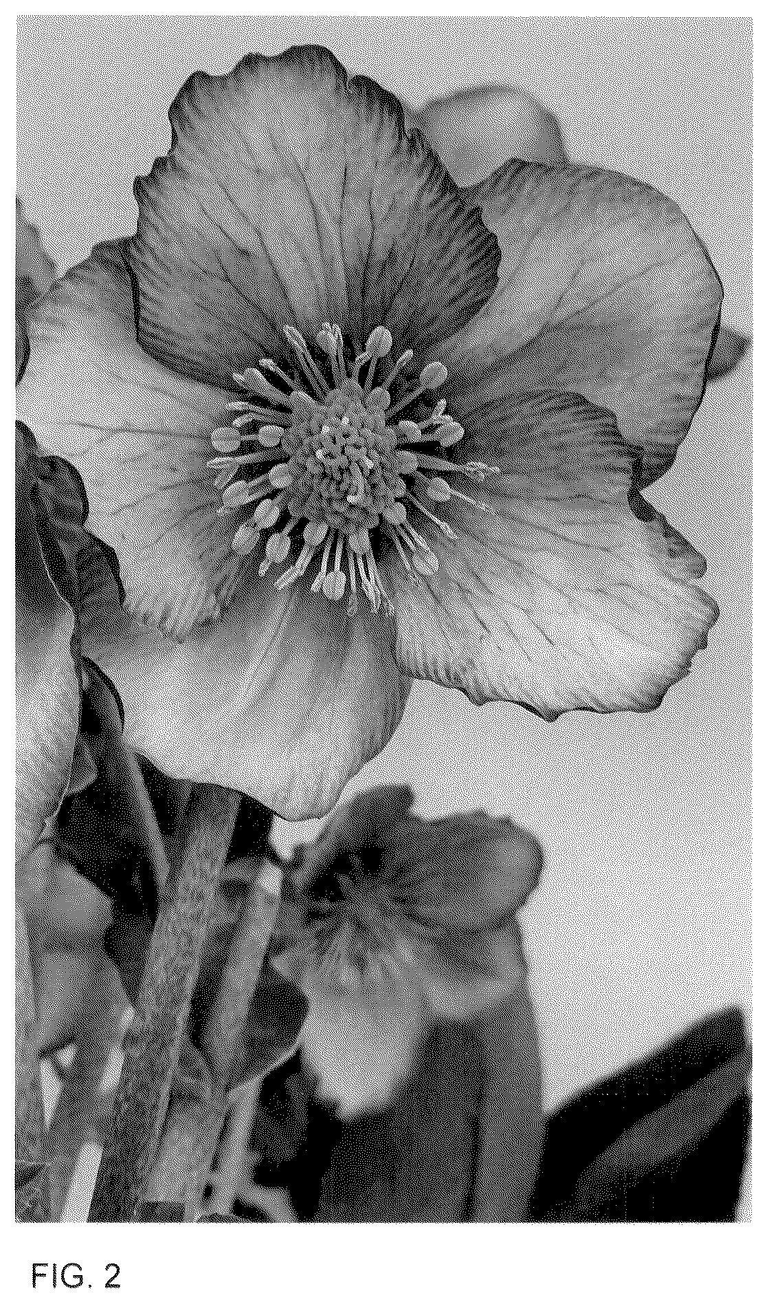 Patent USPP036161 Figure 2 – Helleborus plant named ‘ET EPB 855’