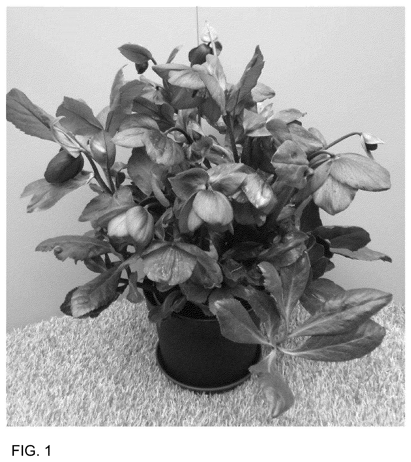 Patent USPP036162 Figure 1 – Helleborus plant named ‘HL 1026’