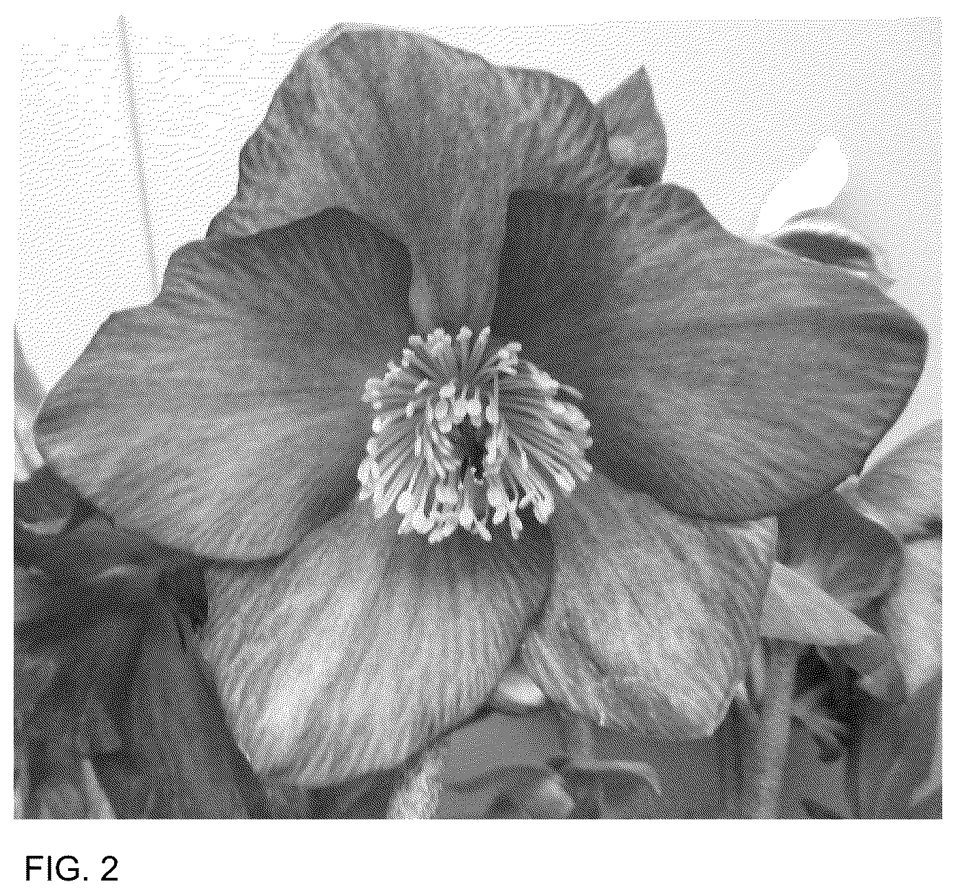 Patent USPP036162 Figure 2 – Helleborus plant named ‘HL 1026’