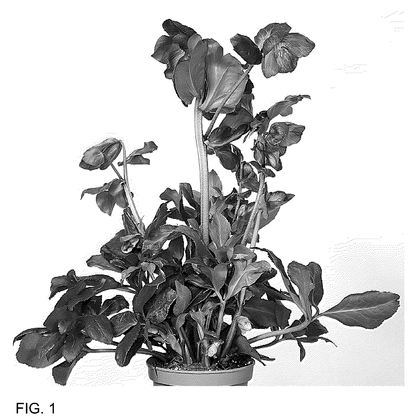 Patent USPP036163 Figure 1 – Helleborus plant named ‘HL 1030’