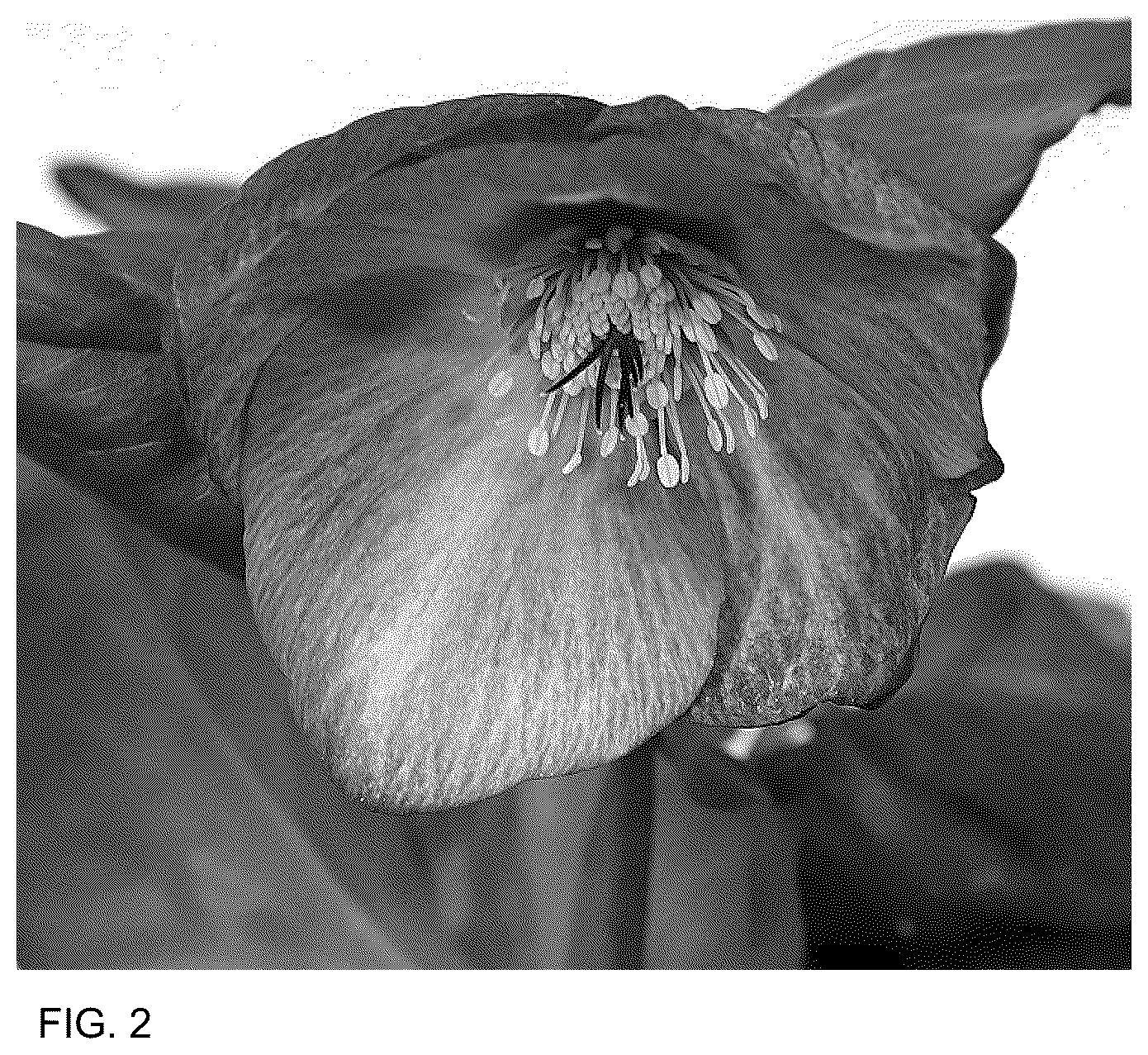 Patent USPP036163 Figure 2 – Helleborus plant named ‘HL 1030’