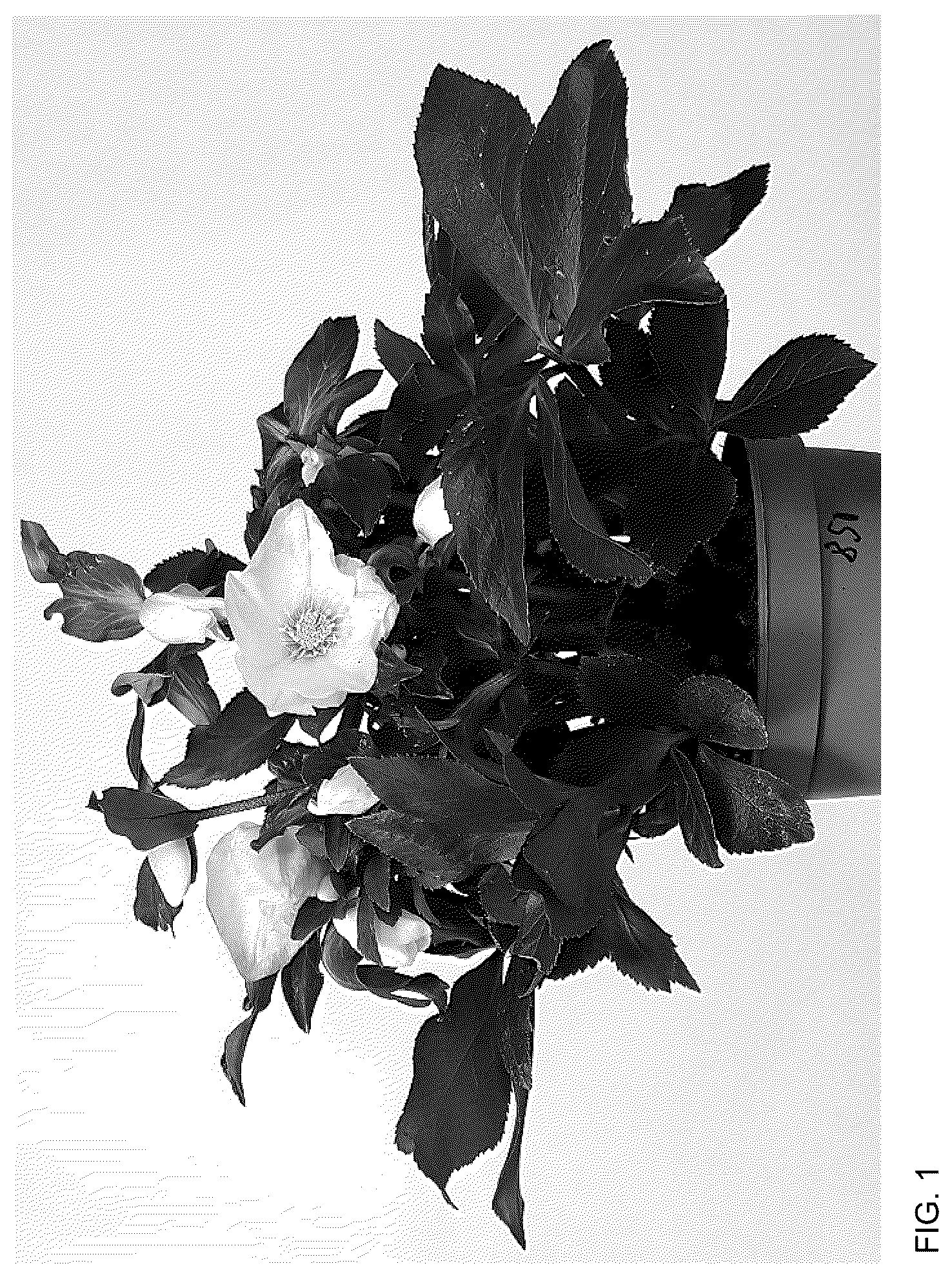 Patent USPP036164 Figure 1 – Helleborus plant named ‘HL 1038’