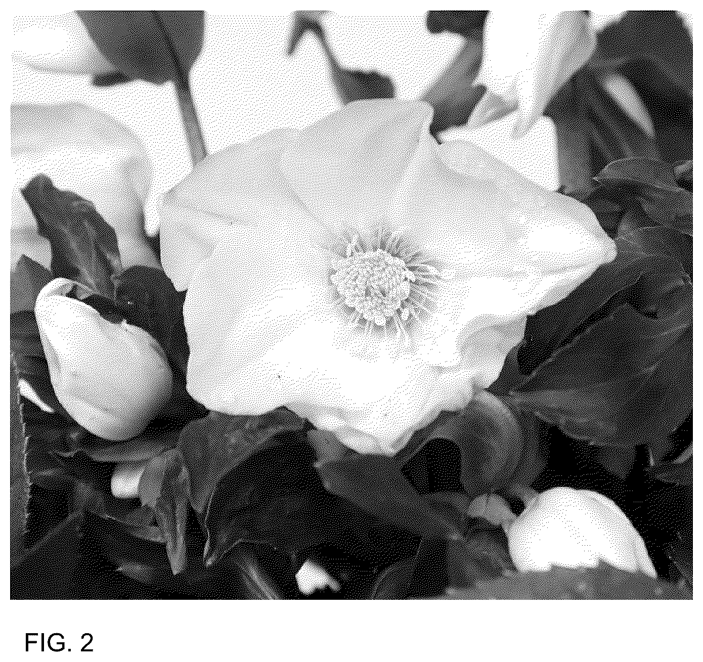 Patent USPP036164 Figure 2 – Helleborus plant named ‘HL 1038’