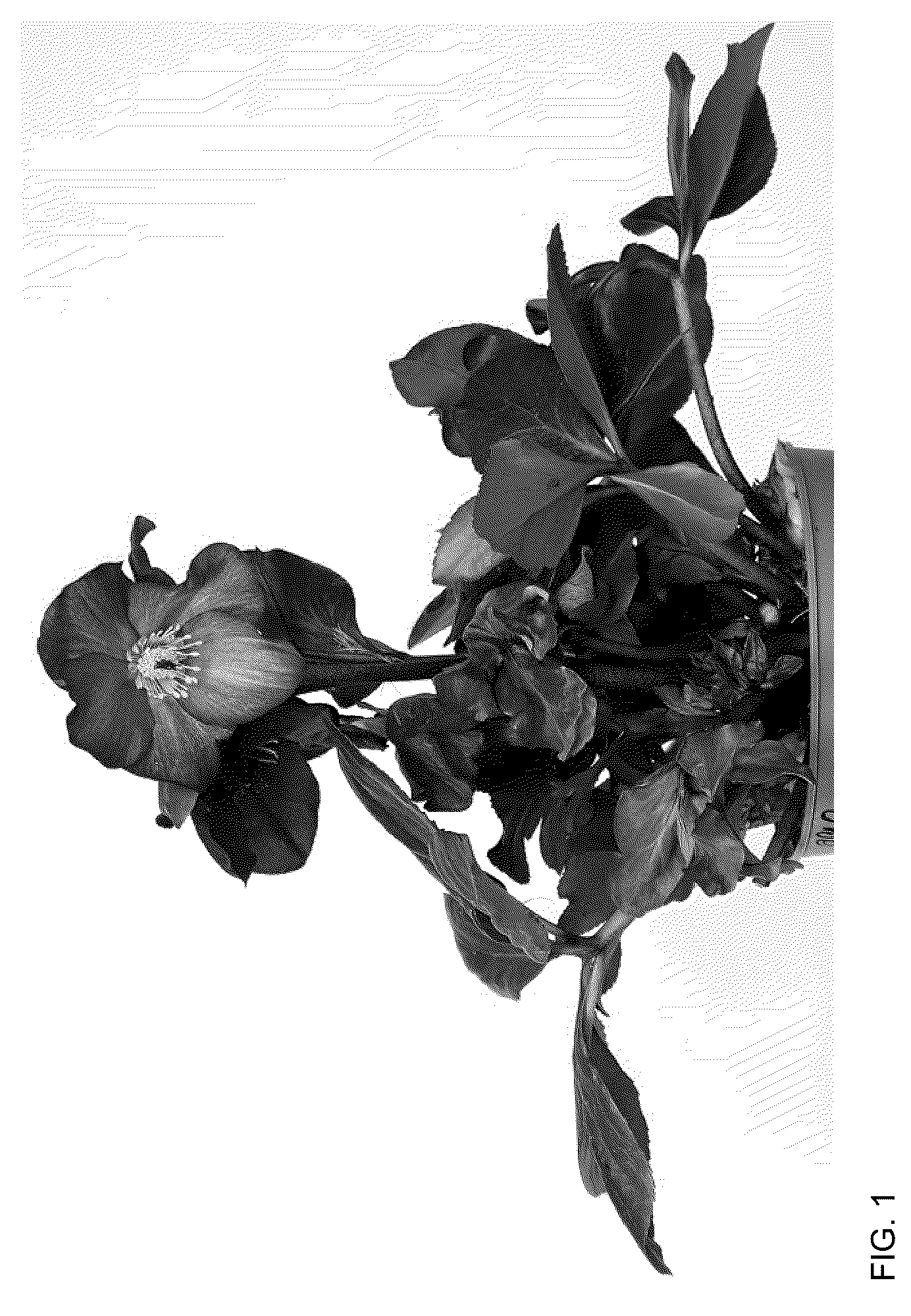 Patent USPP036165 Figure 1 – Helleborus plant named ‘HL 1042’