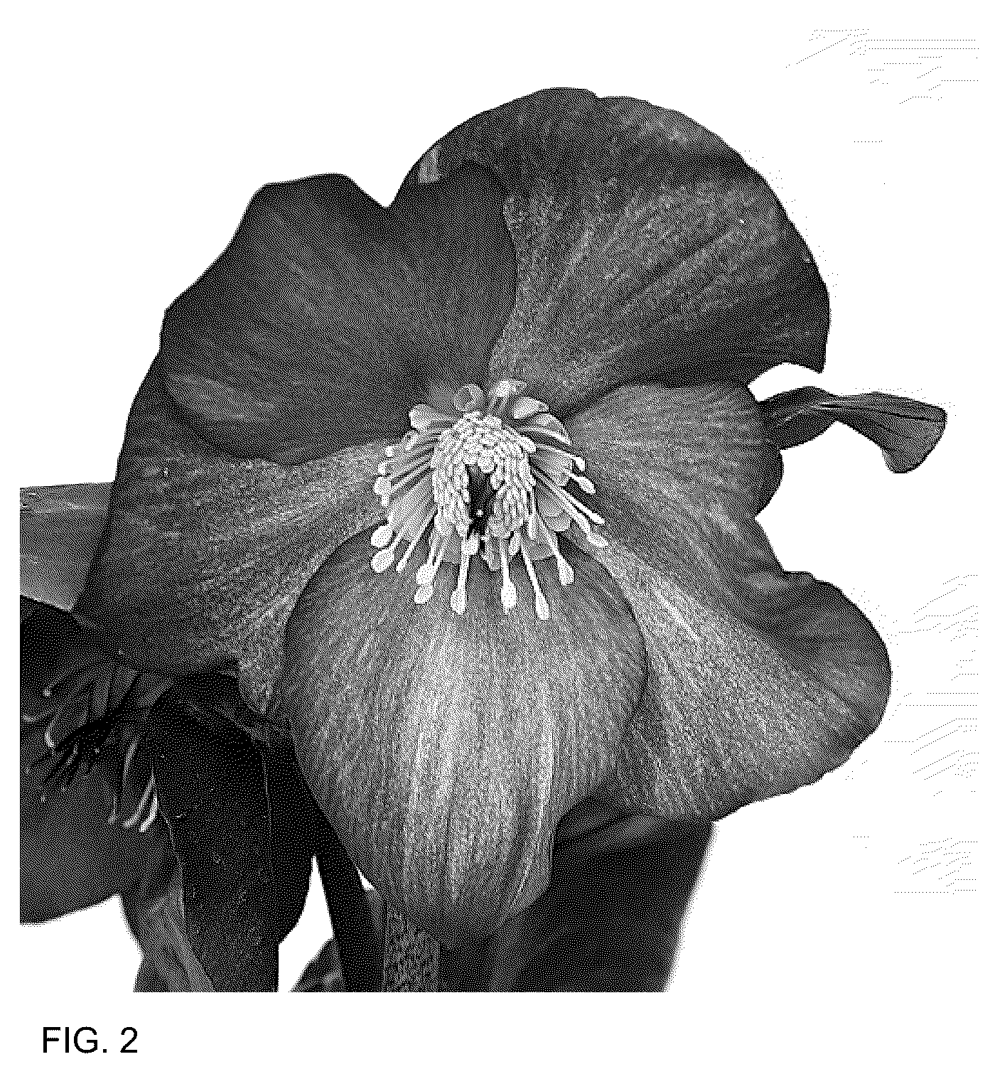 Patent USPP036165 Figure 2 – Helleborus plant named ‘HL 1042’