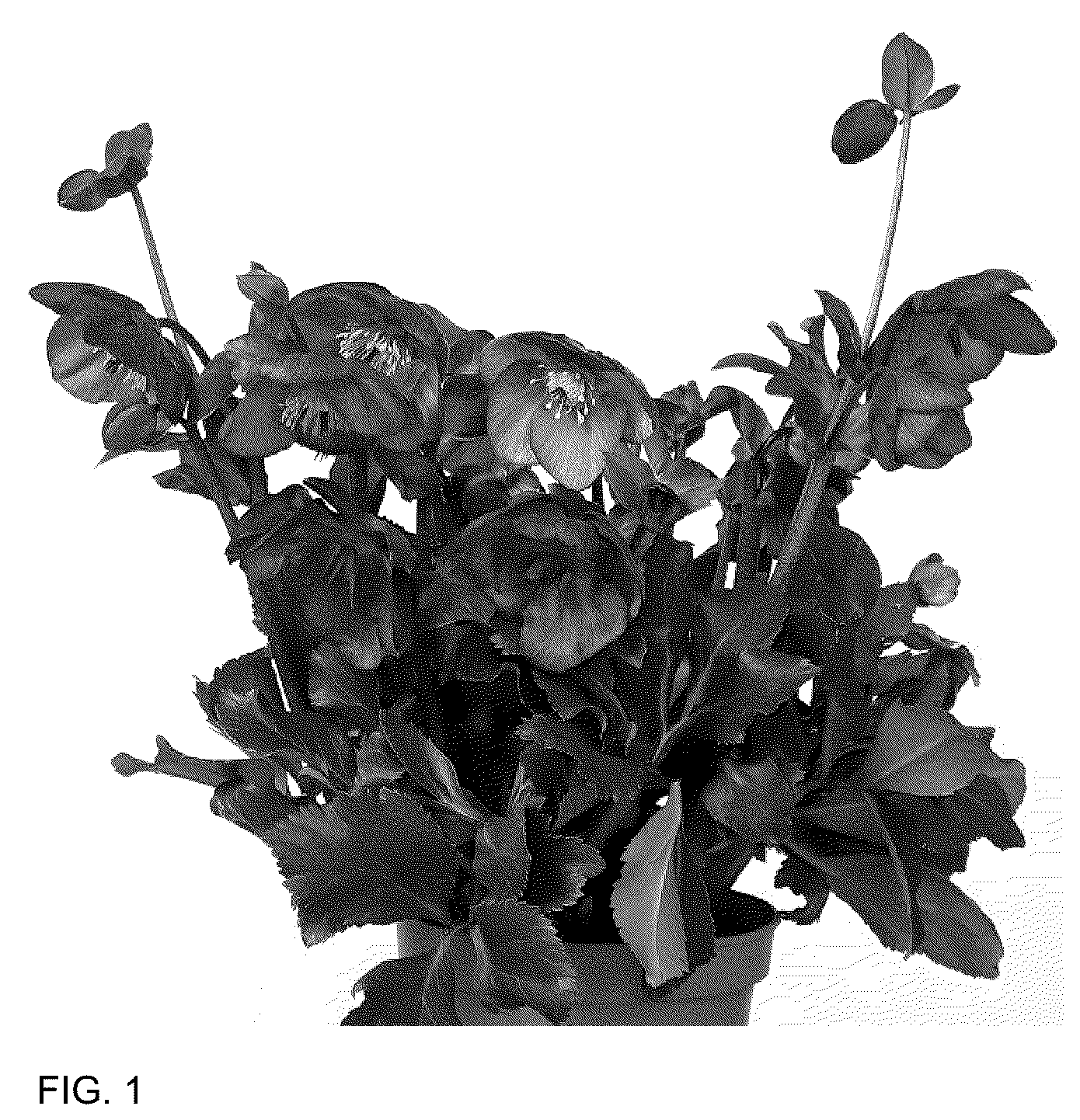 Patent USPP036166 Figure 1 – Helleborus plant named ‘HL 1044’