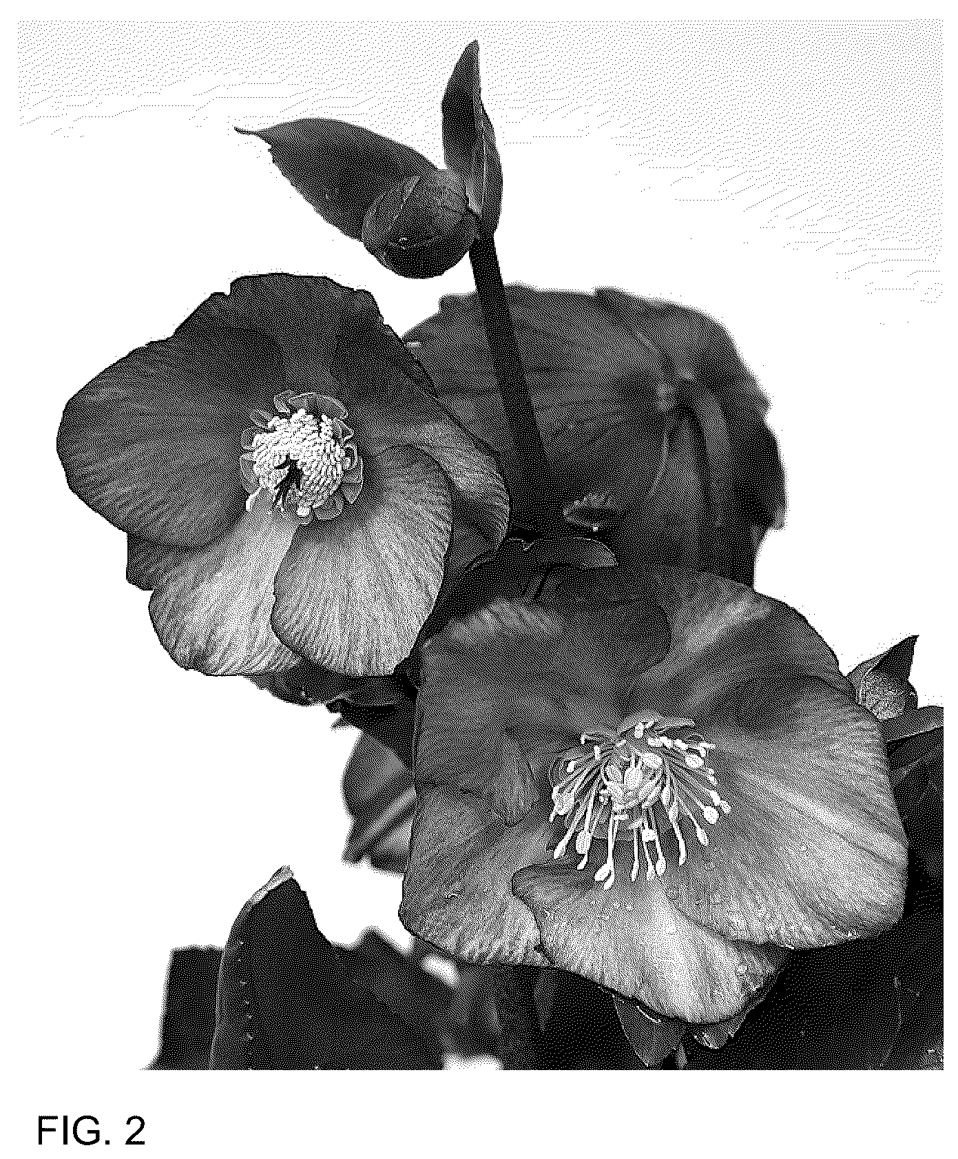 Patent USPP036166 Figure 2 – Helleborus plant named ‘HL 1044’
