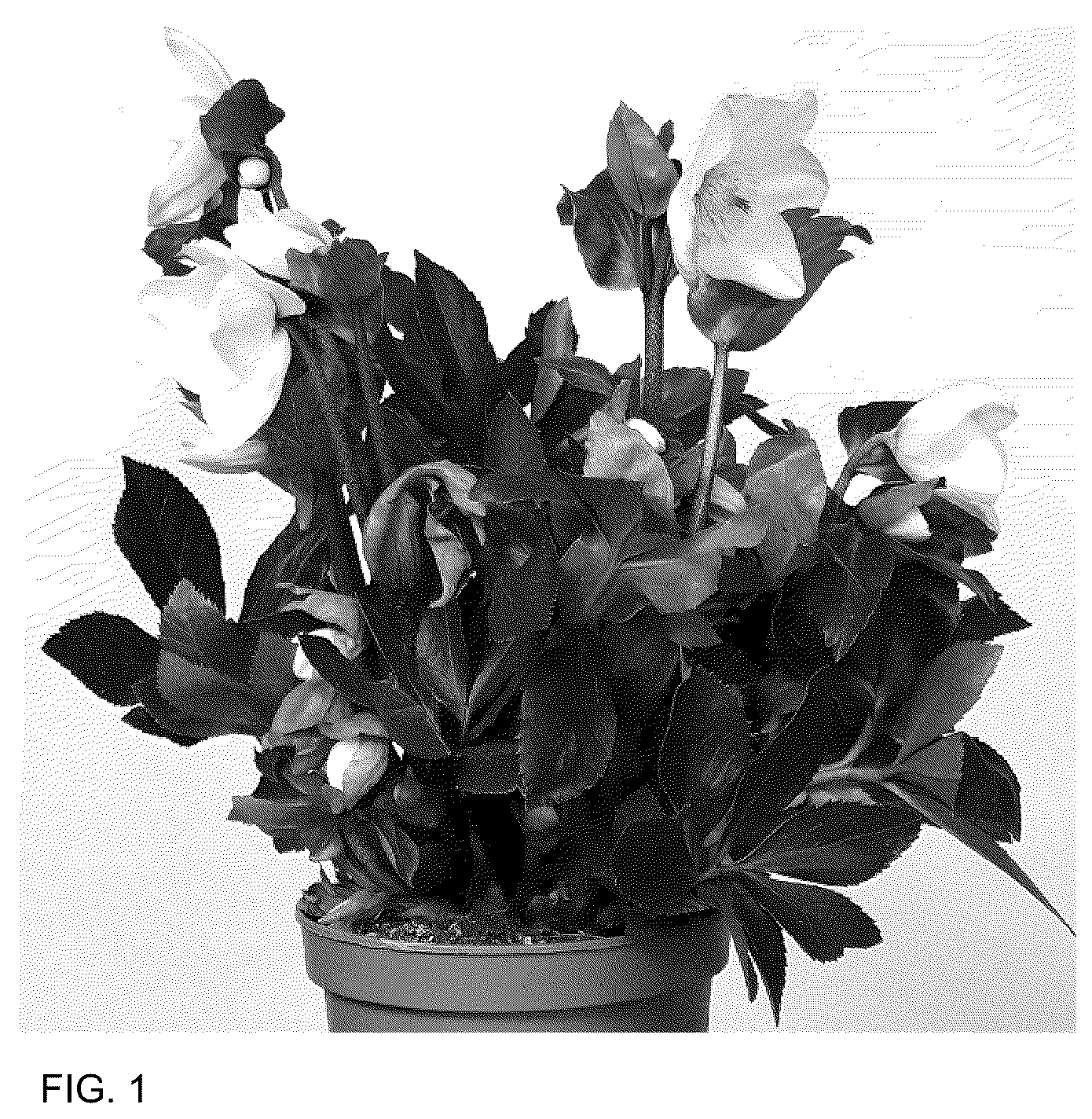 Patent USPP036167 Figure 1 – Helleborus plant named ‘HL 1046’