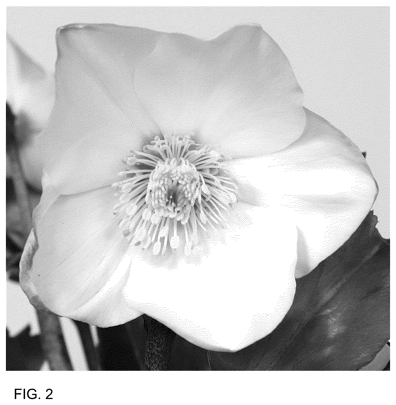 Patent USPP036167 Figure 2 – Helleborus plant named ‘HL 1046’
