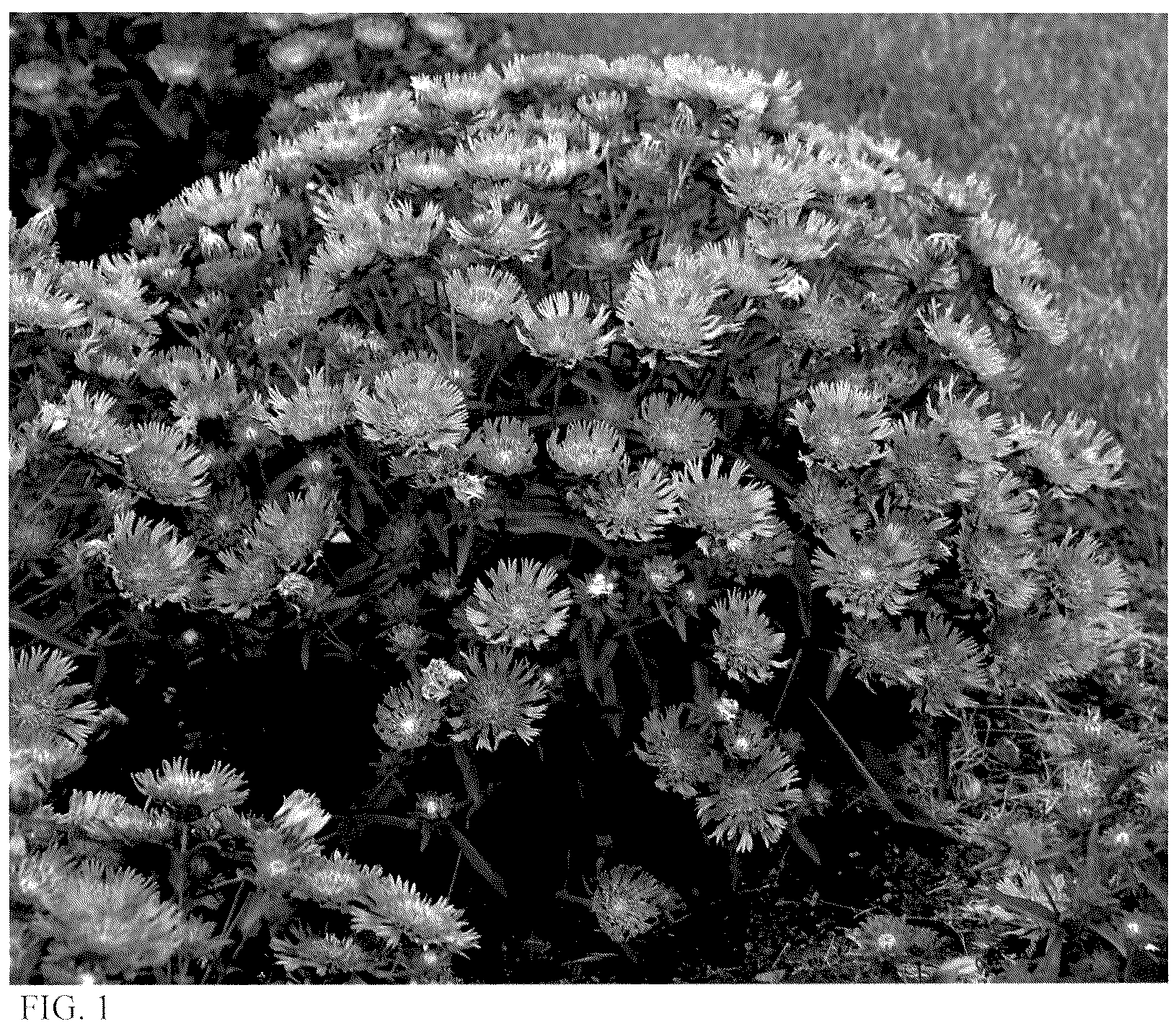 Patent USPP036168 Figure 1 – Stokesia plant named ‘Riptide’