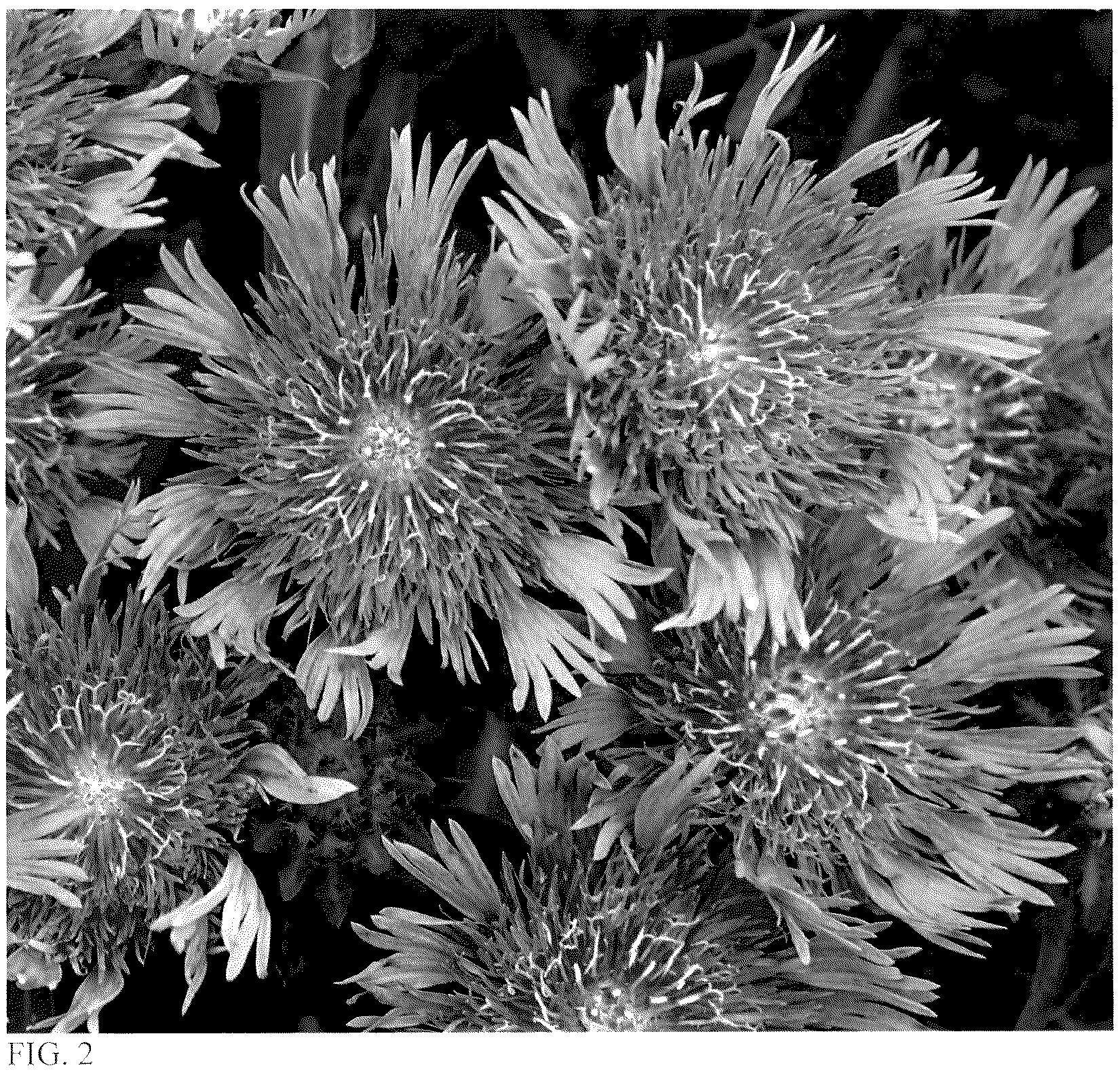 Patent USPP036168 Figure 2 – Stokesia plant named ‘Riptide’