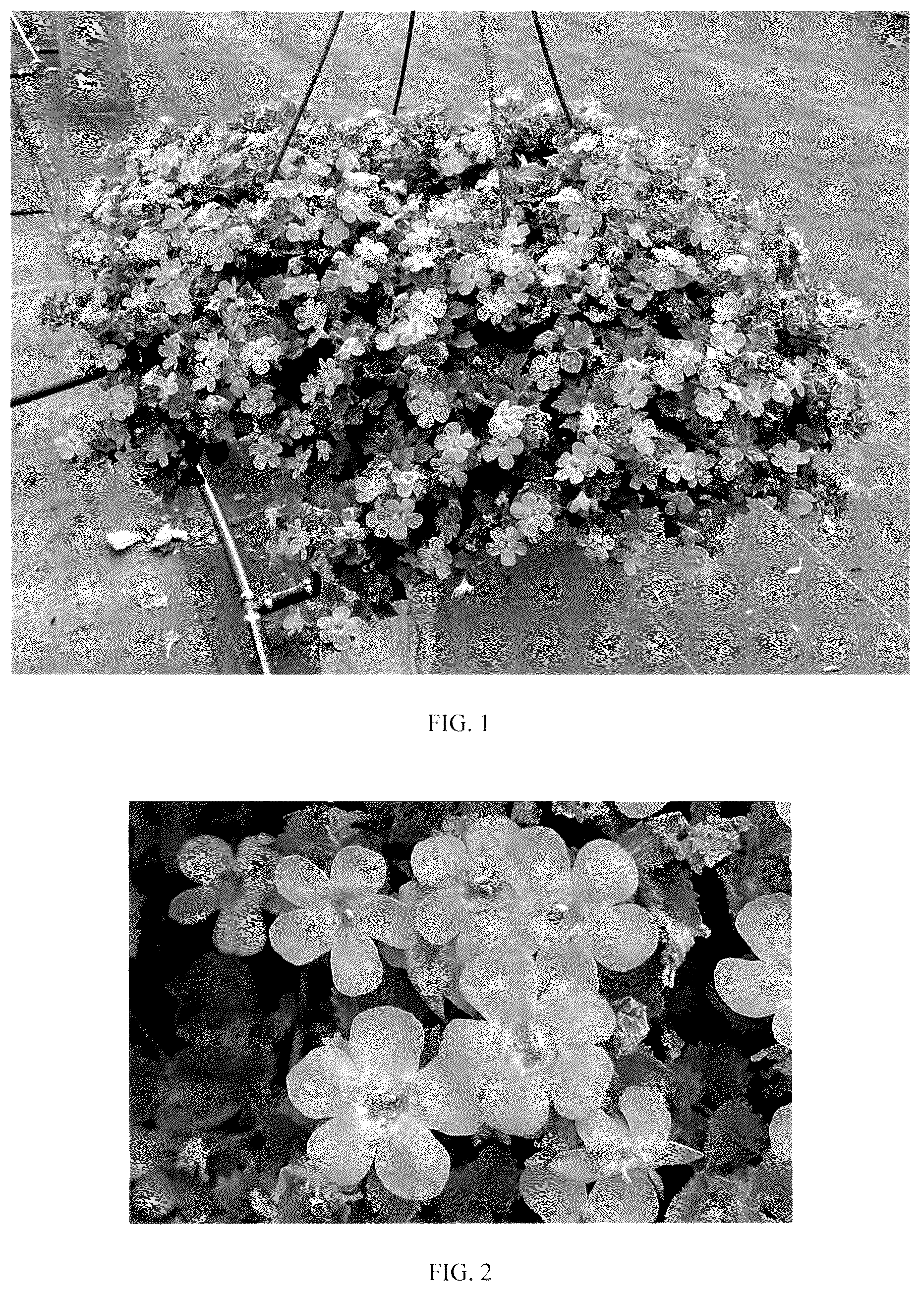 Patent USPP036169 Figure 1 – Sutera plant named ‘Balmecoluim’