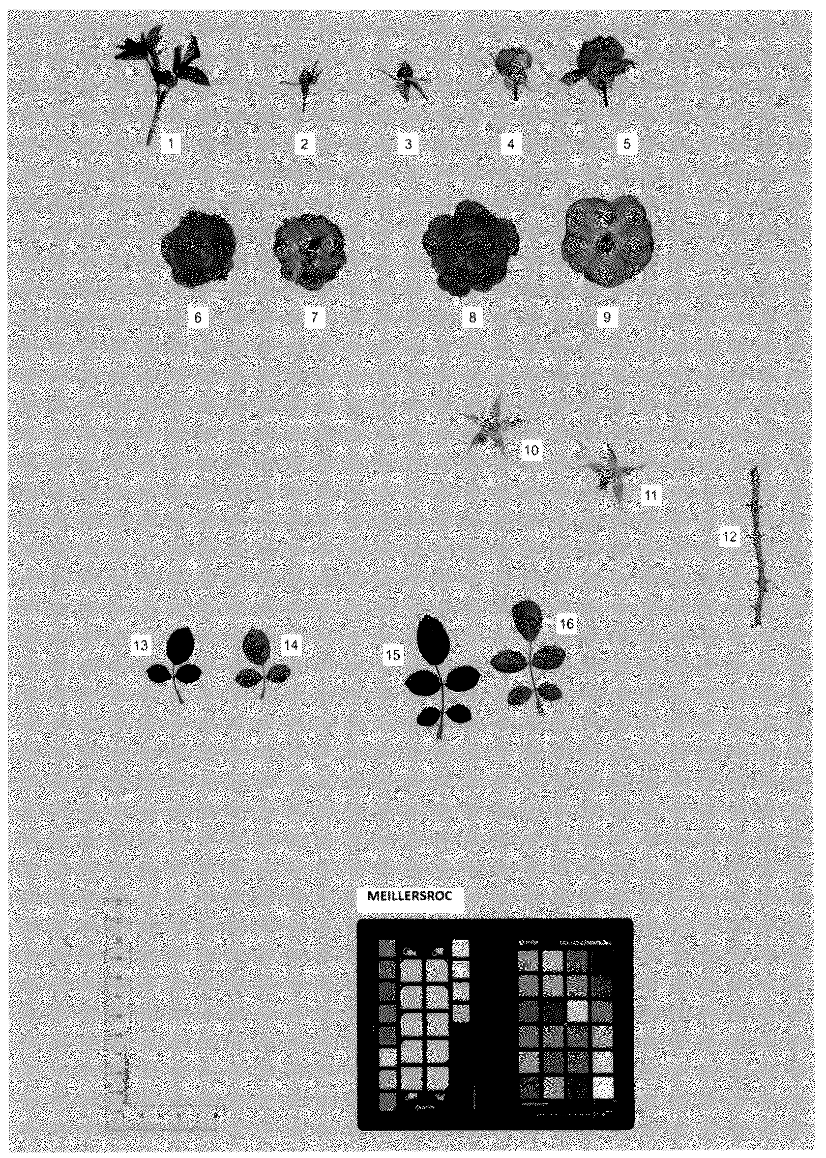 Patent USPP036170 Figure 1 – Bedding rose plant named ‘MEILLERSROC’