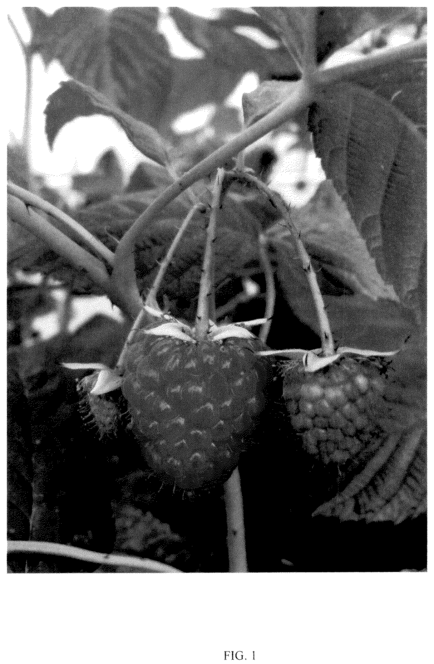 Patent USPP036171 Figure 1 – Rubus plant named ‘BT RASFIVE’