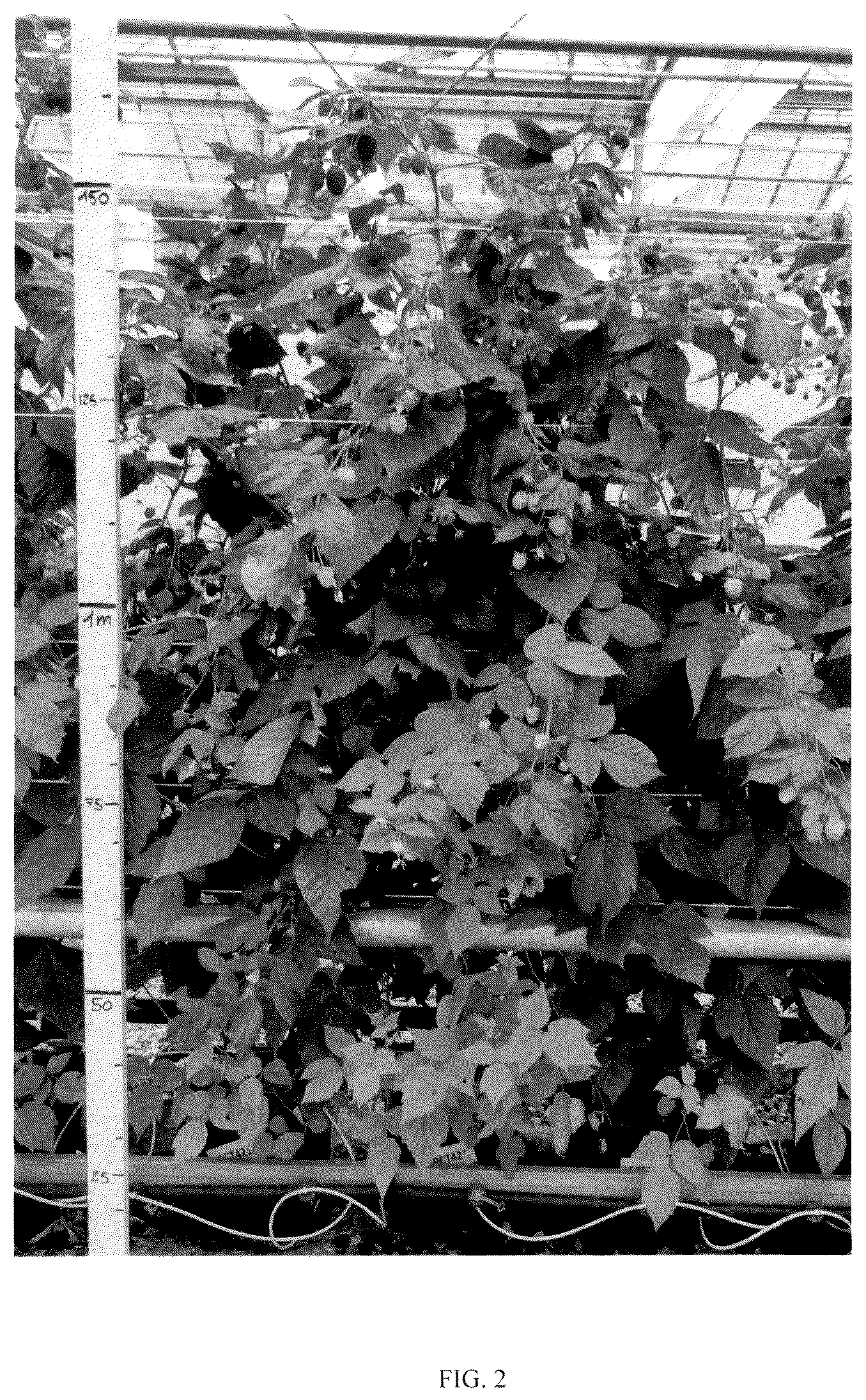 Patent USPP036171 Figure 2 – Rubus plant named ‘BT RASFIVE’