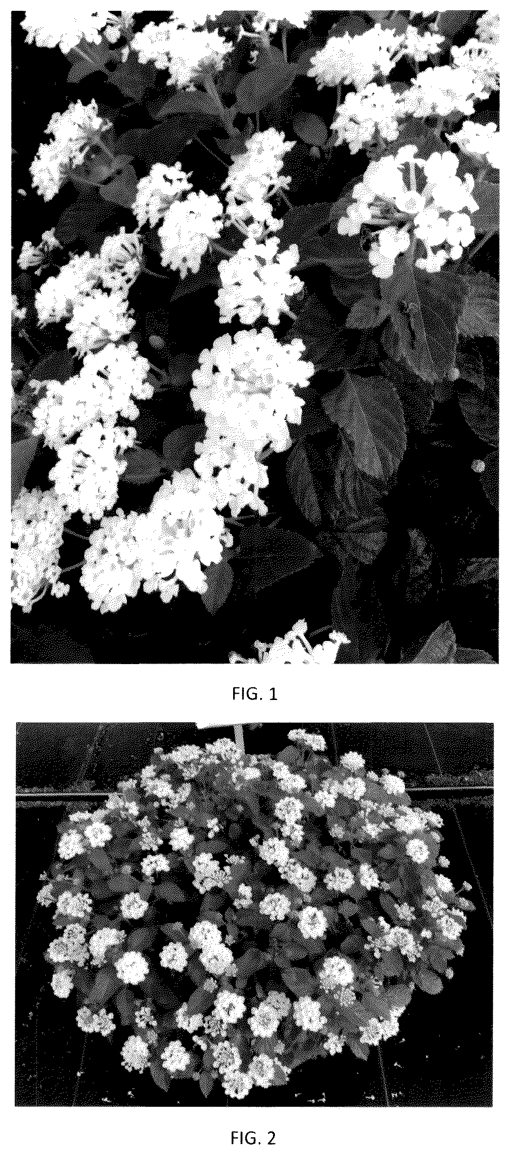 Patent USPP036172 Figure 1 – Lantana plant named ‘LANZ0046’