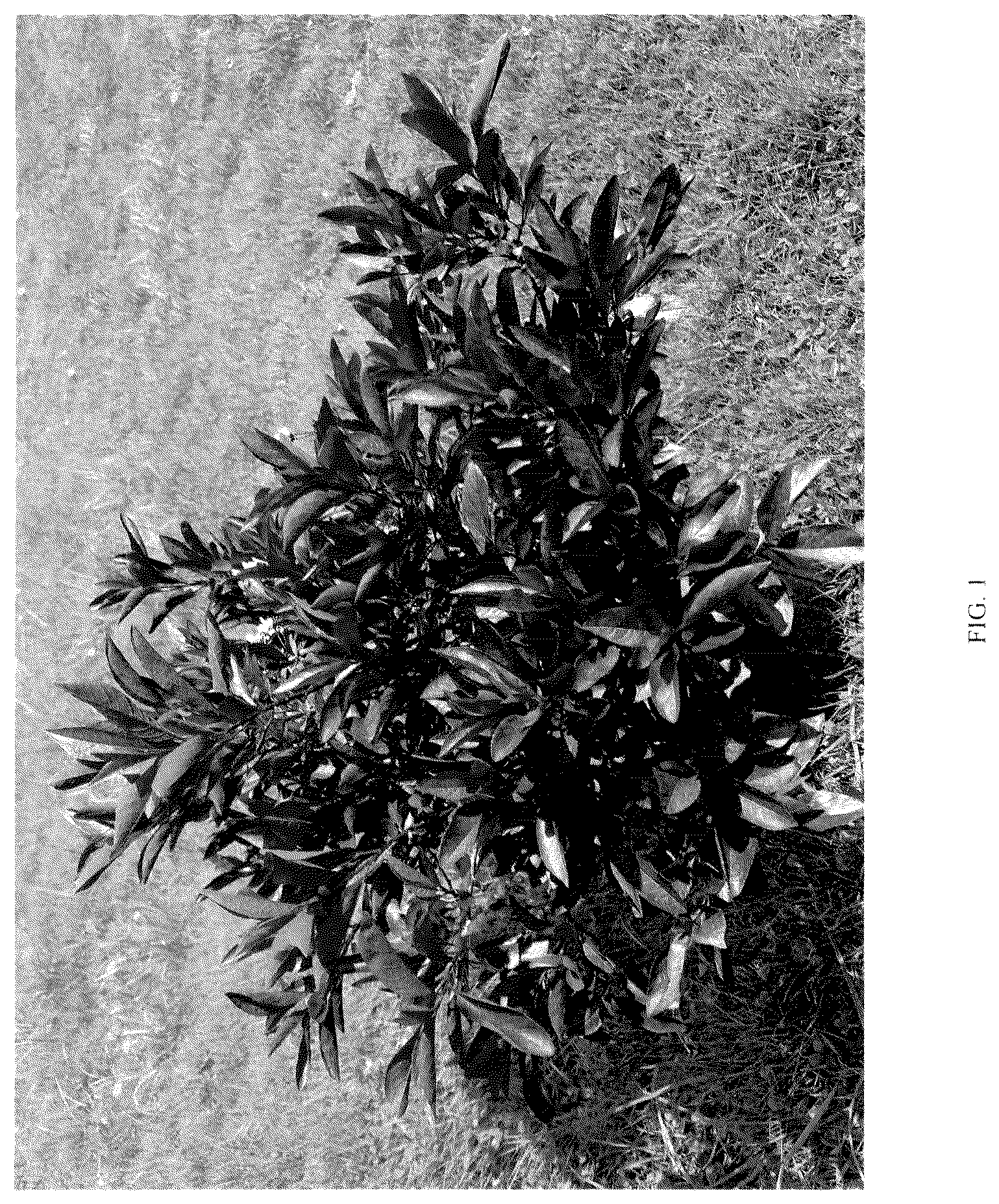 Patent USPP036173 — Prunus plant named ‘UCONNPCSDR’ — Figure 1
